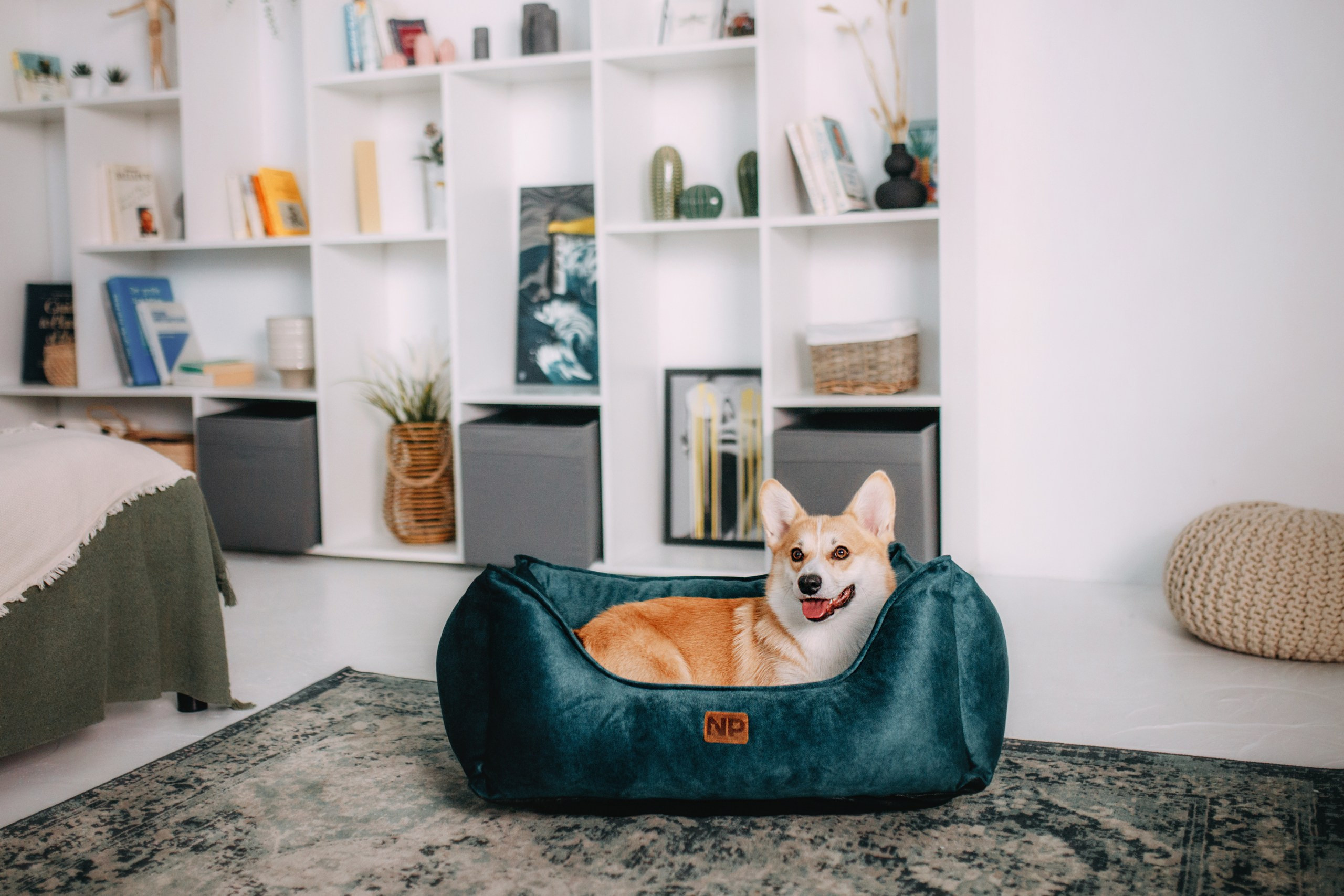 Noble Pet (зйомка лежанок). Фотограф-анімаліст Київ