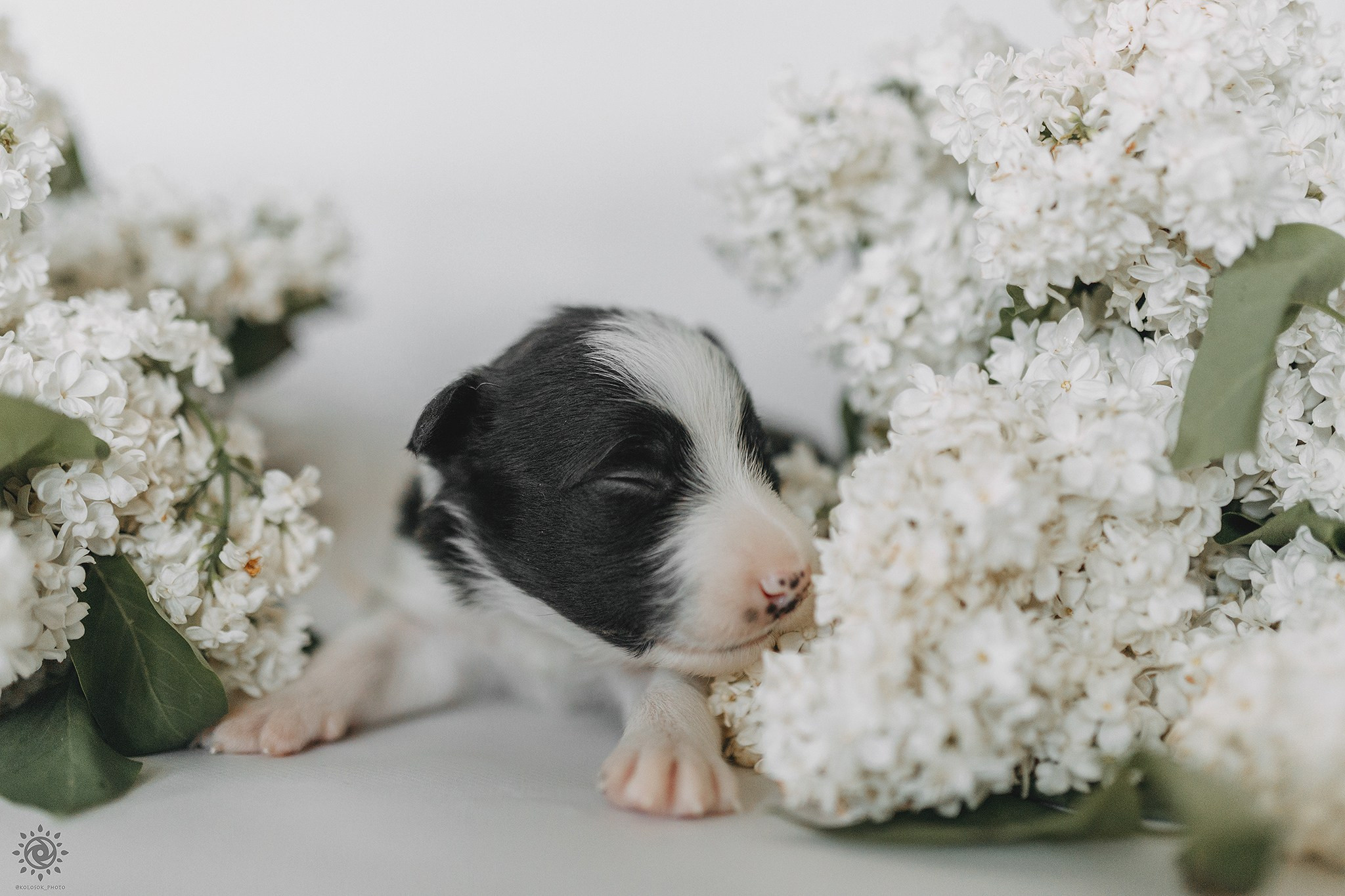 Бордер коллі. Фотограф-анімаліст Київ