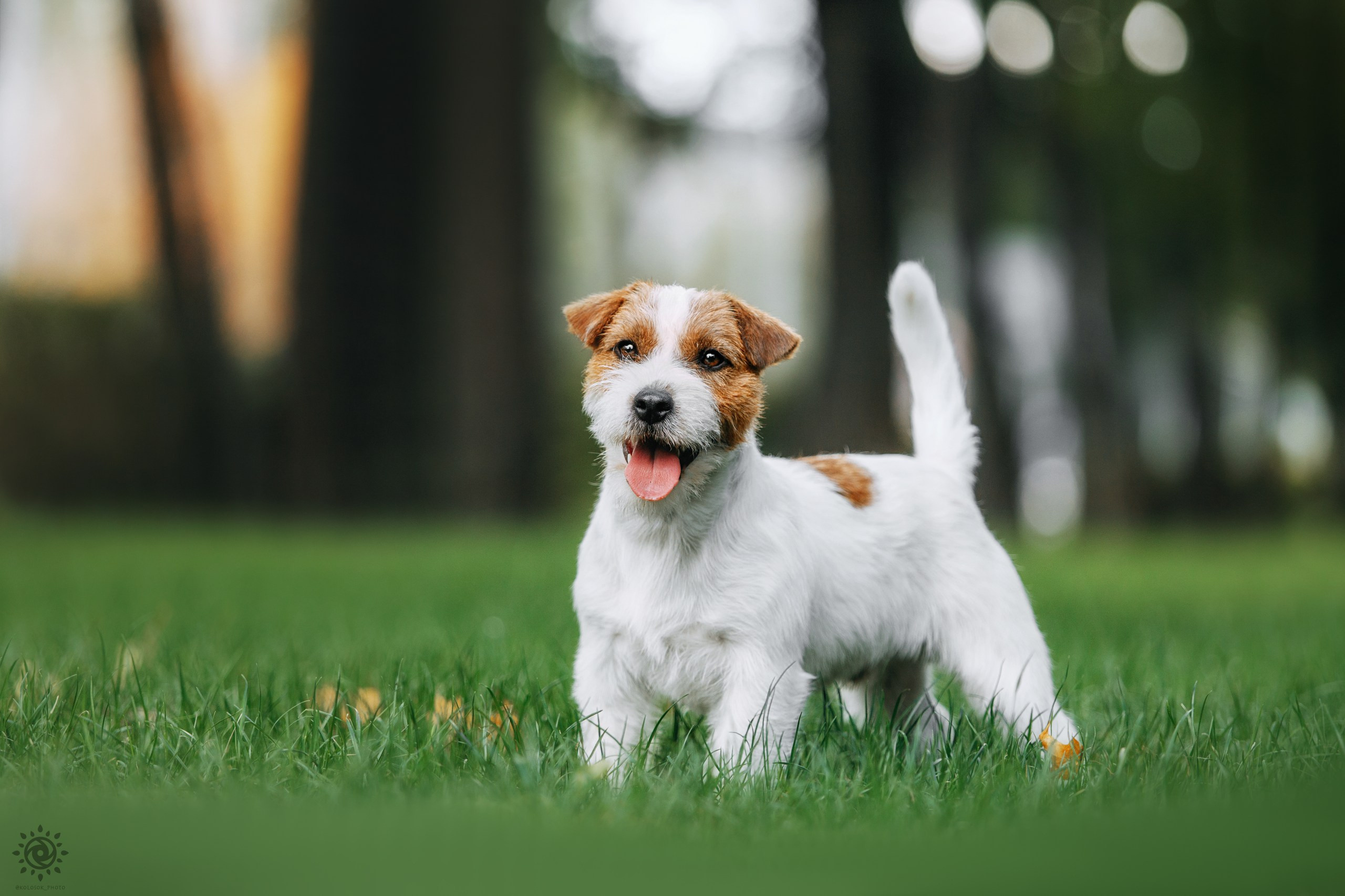 Тіт. Фотограф-анімаліст Київ
