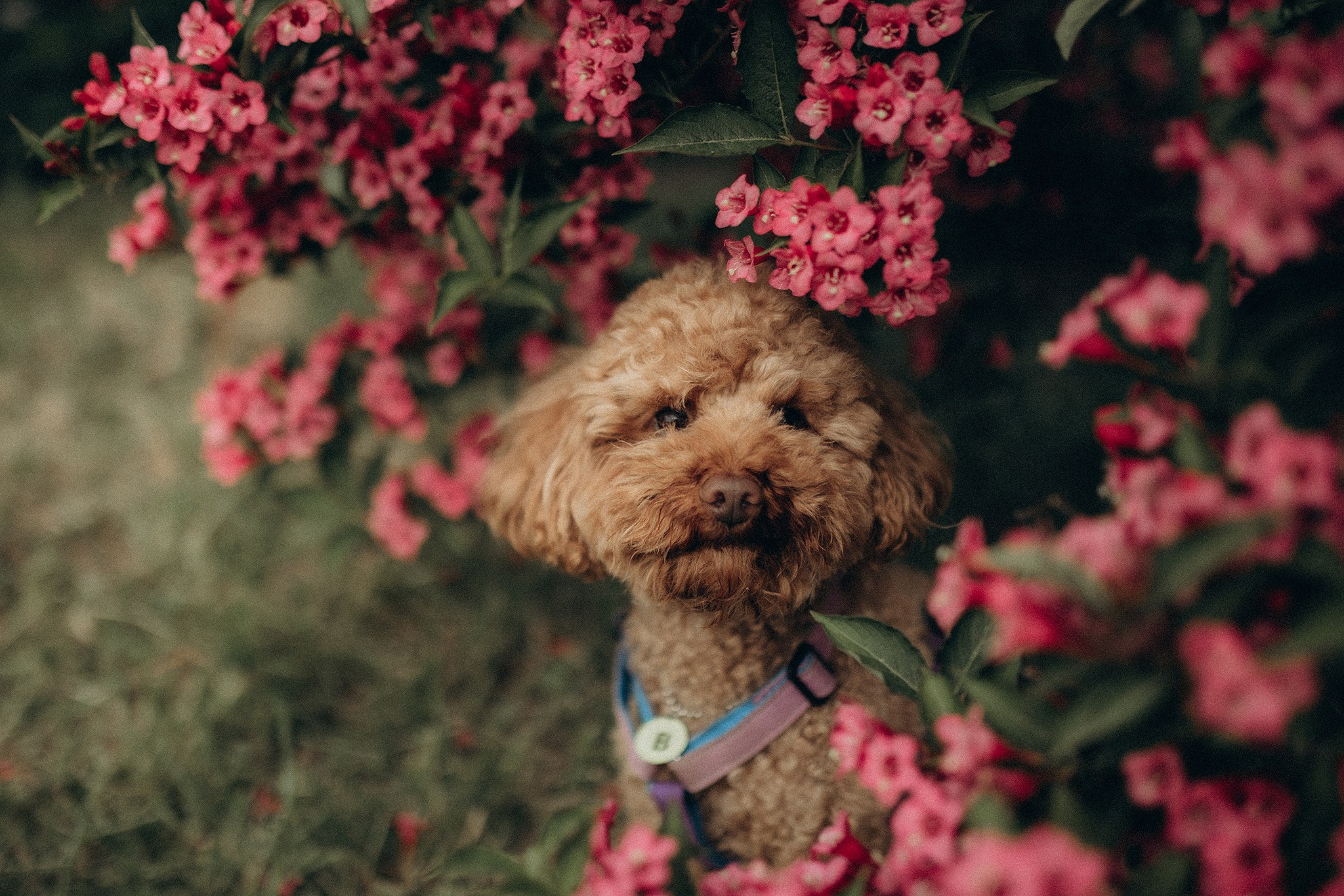 Родина Бруно. Фотограф-анімаліст Київ
