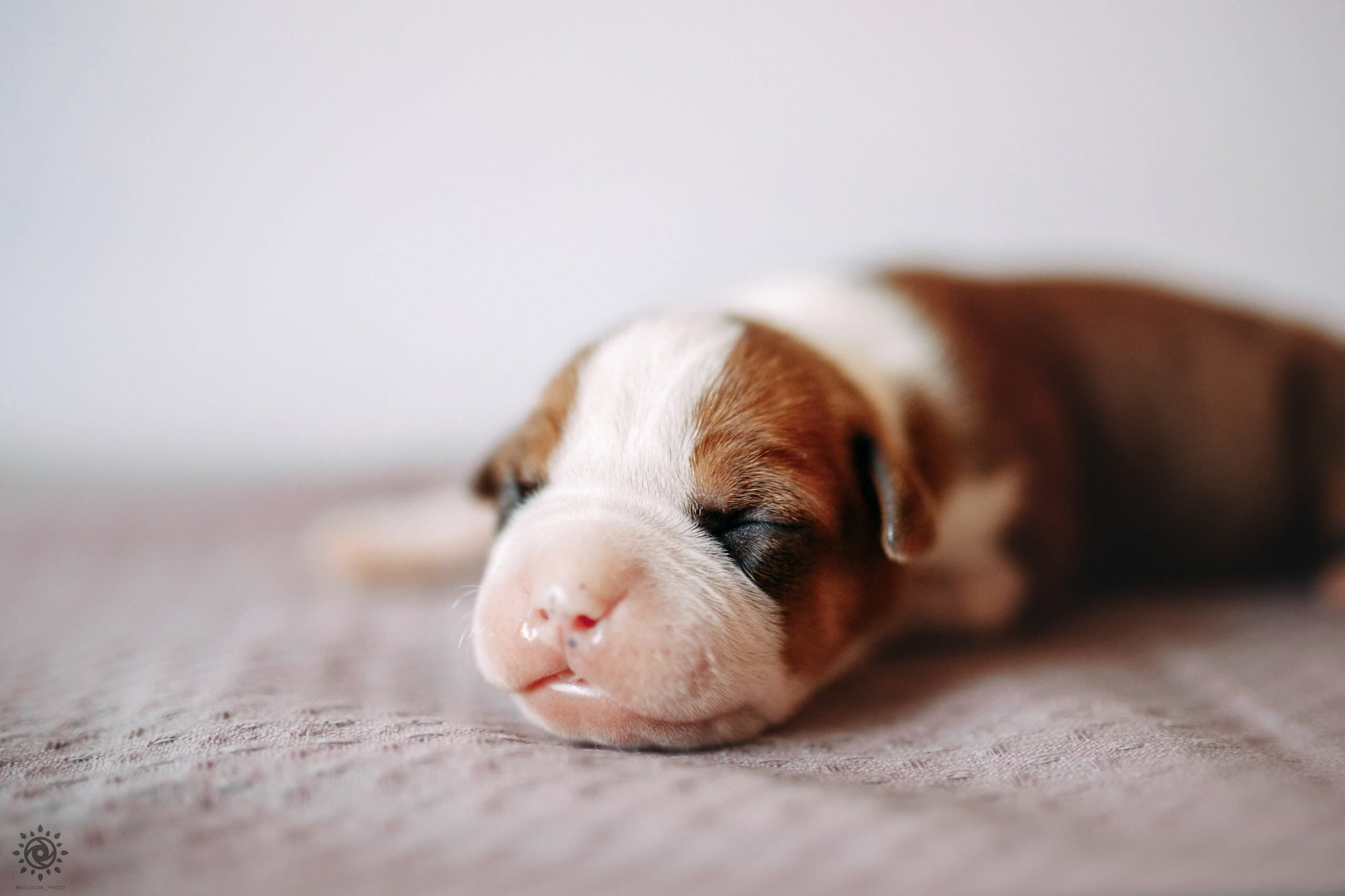 АСТ. Фотограф-анімаліст Київ