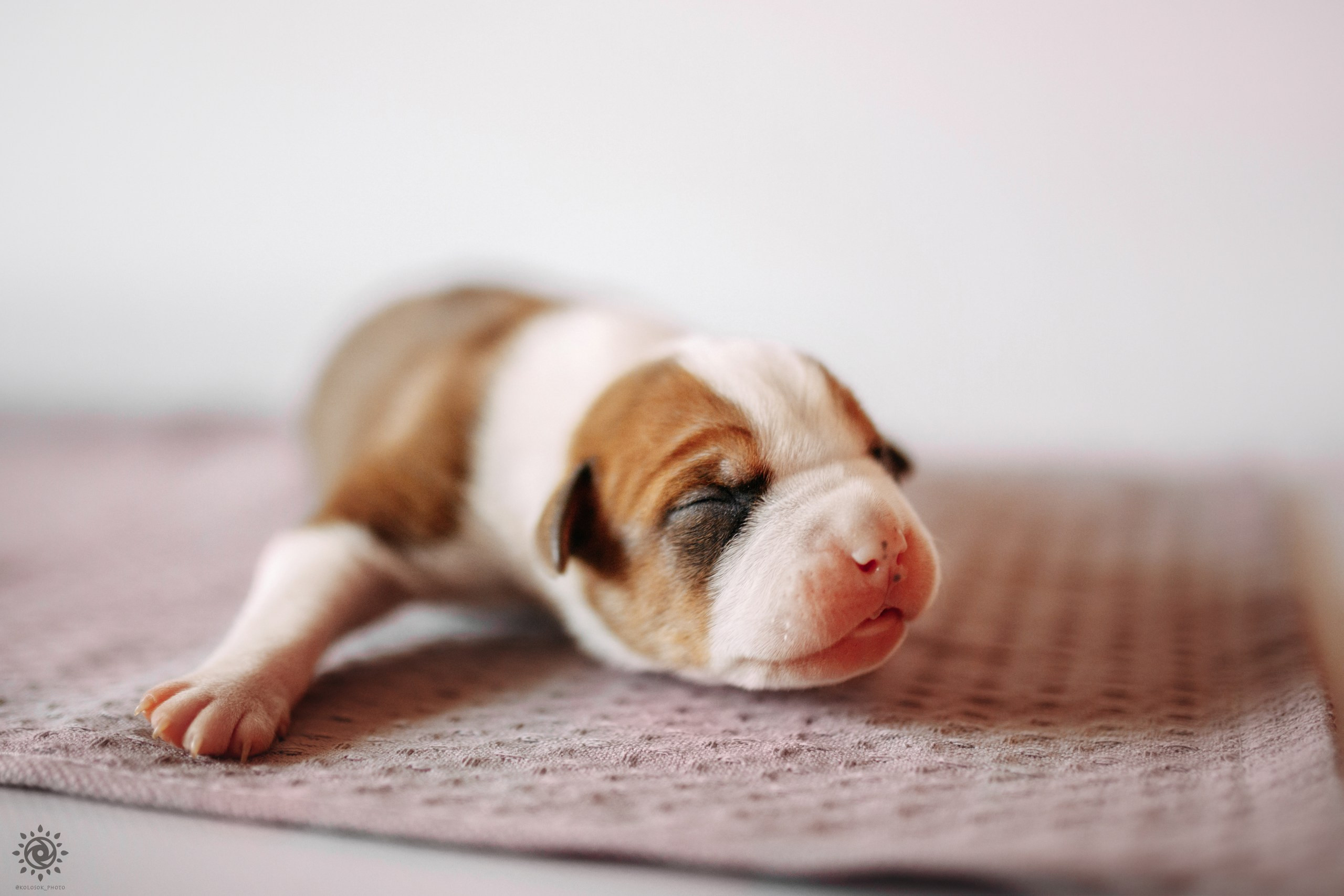 АСТ. Фотограф-анімаліст Київ