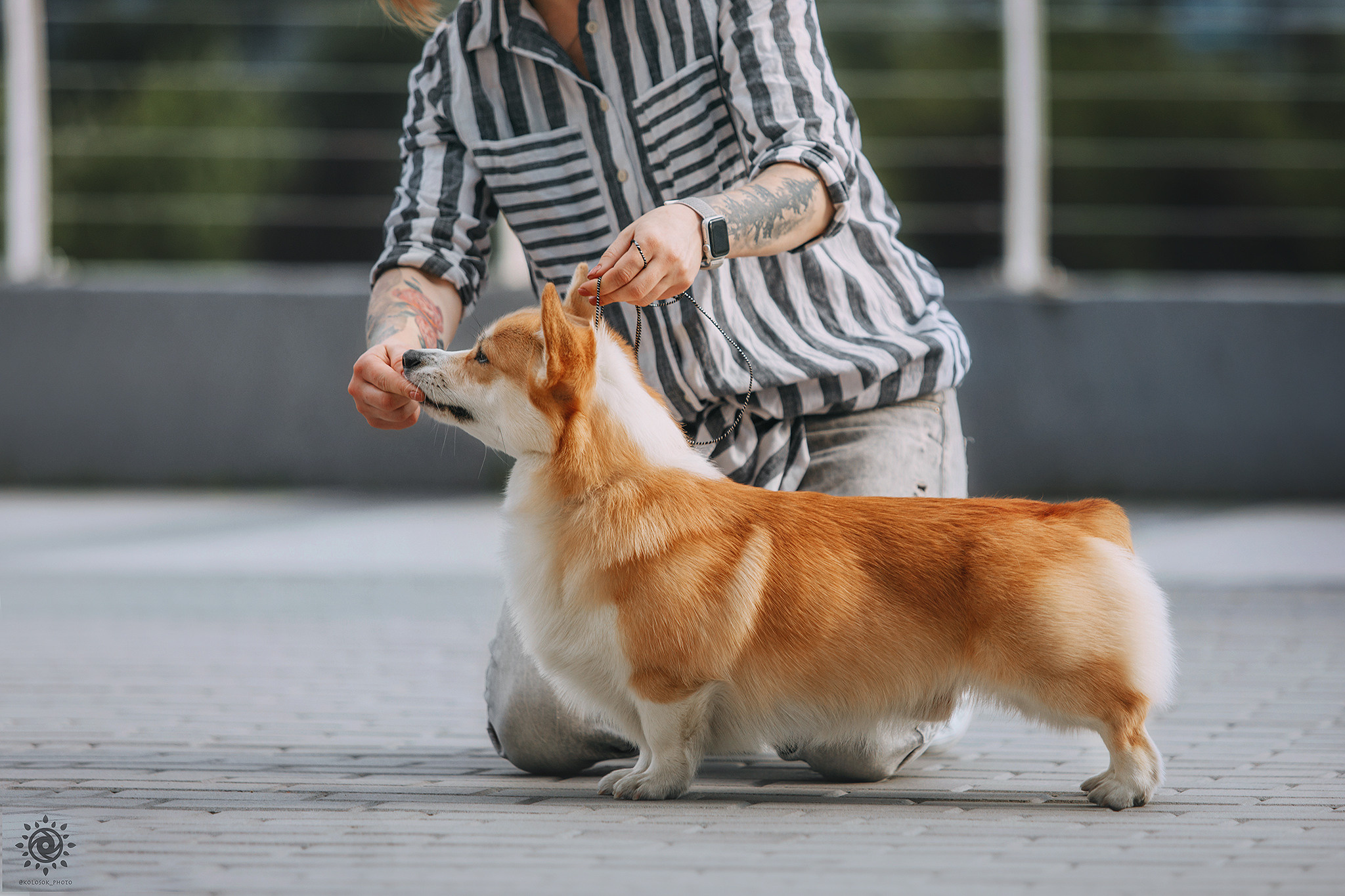 Вінні. Фотограф-анімаліст Київ