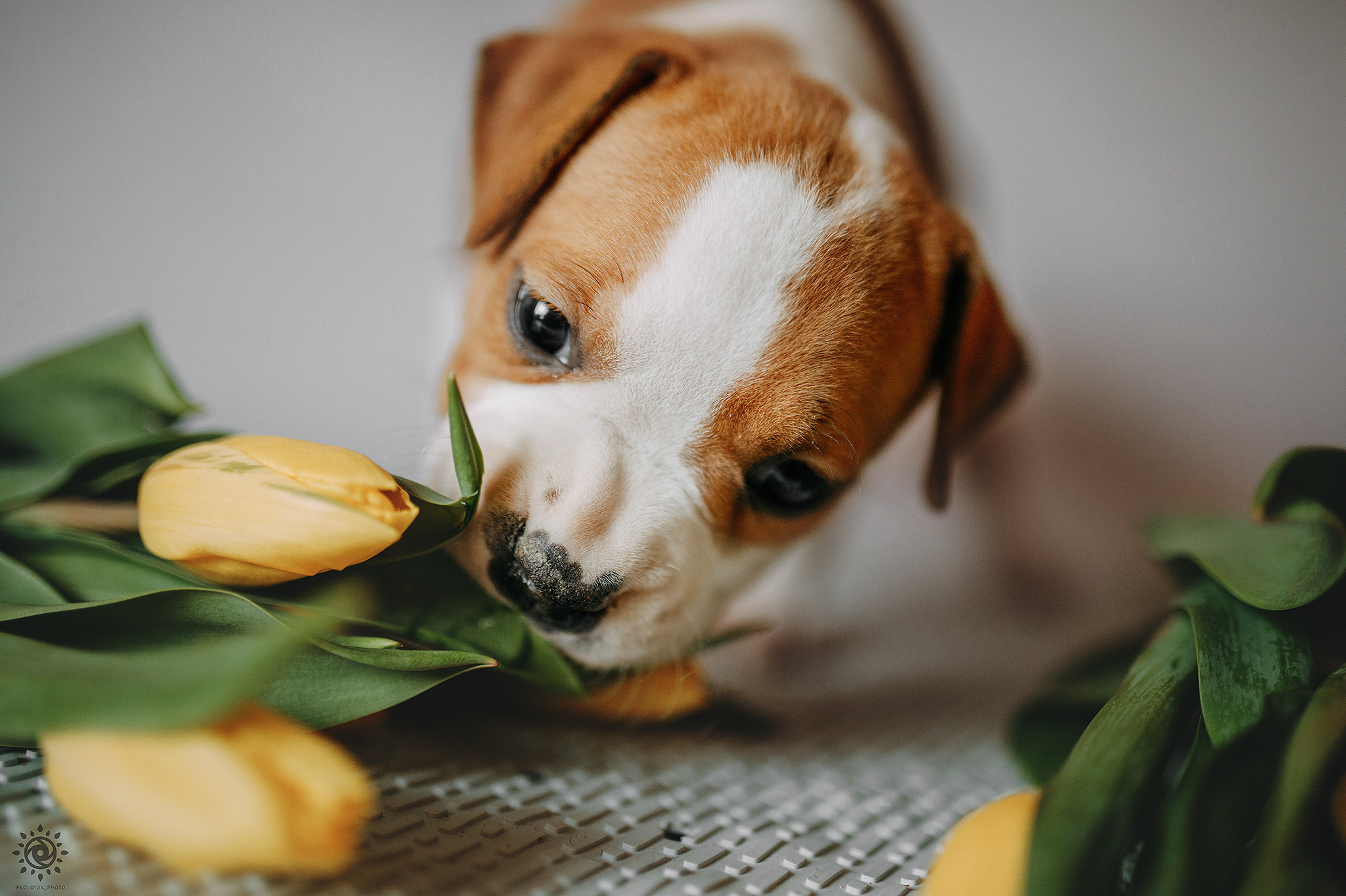 АСТ. Фотограф-анімаліст Київ