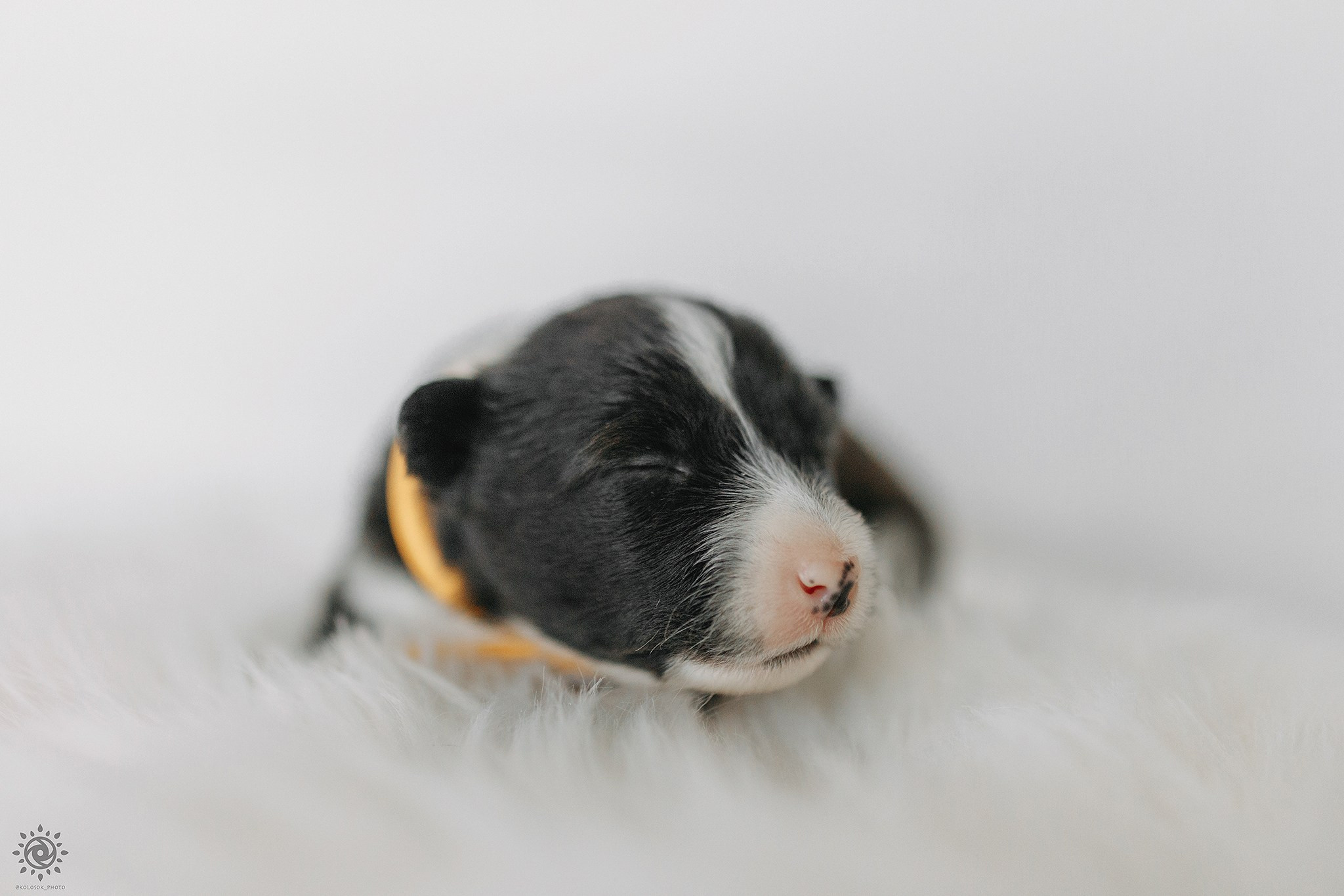 Бордер коллі. Фотограф-анімаліст Київ