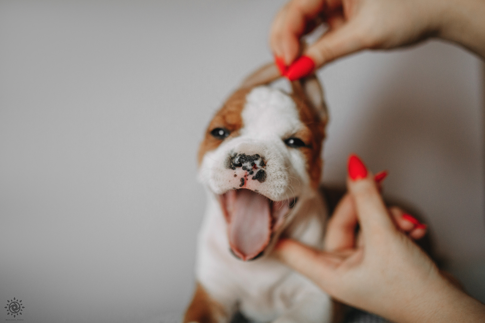 АСТ. Фотограф-анімаліст Київ