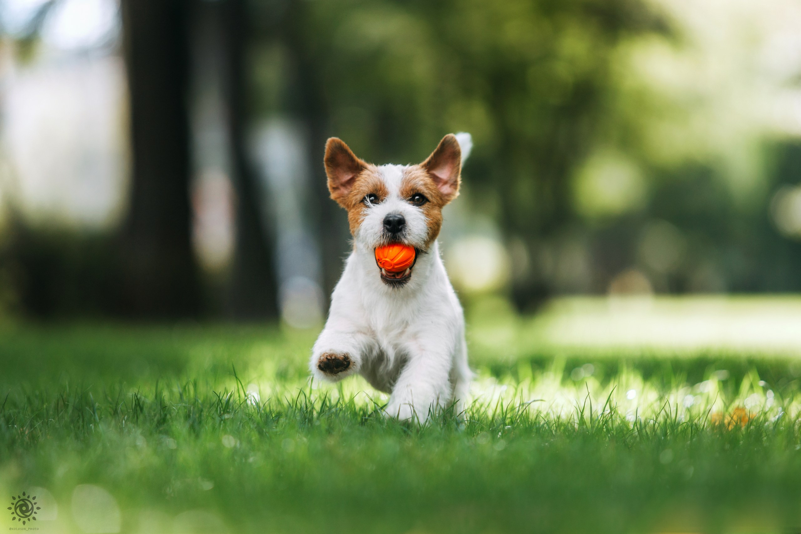 Тіт. Фотограф-анімаліст Київ