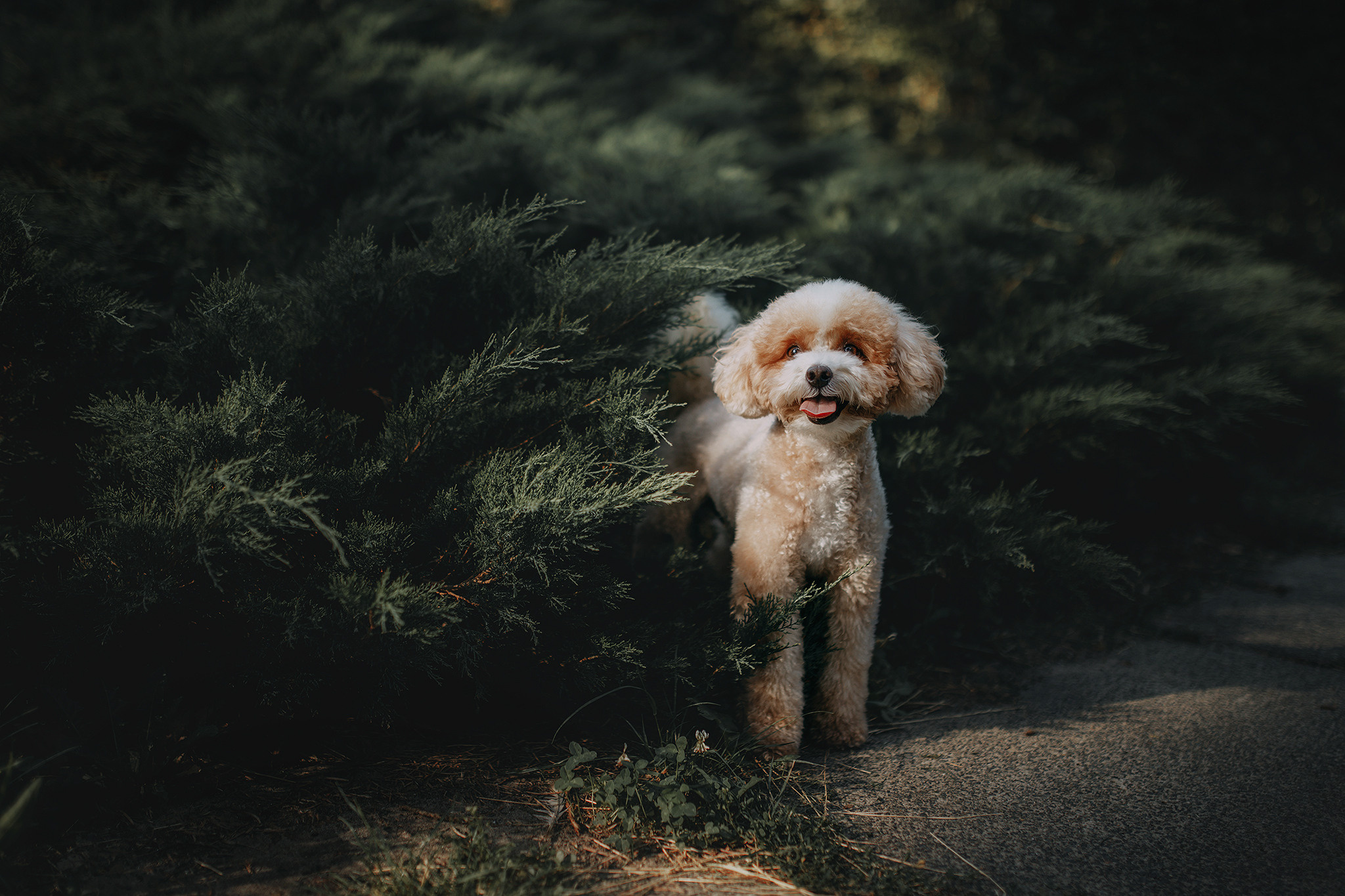 Родина Тедді. Фотограф-анімаліст Київ