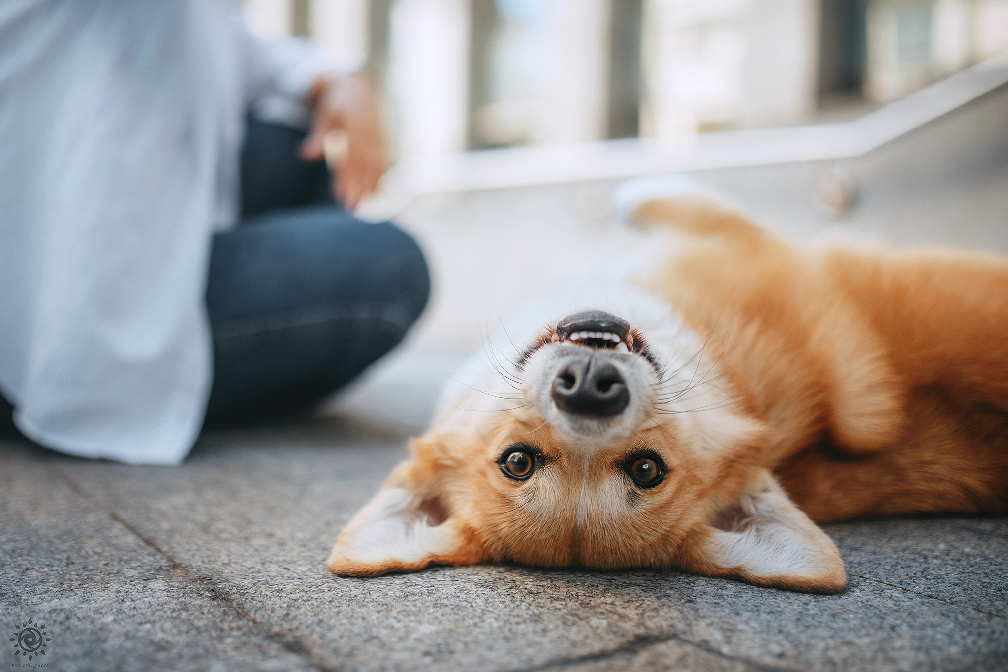 Родина Шерлока. Фотограф-анімаліст Київ