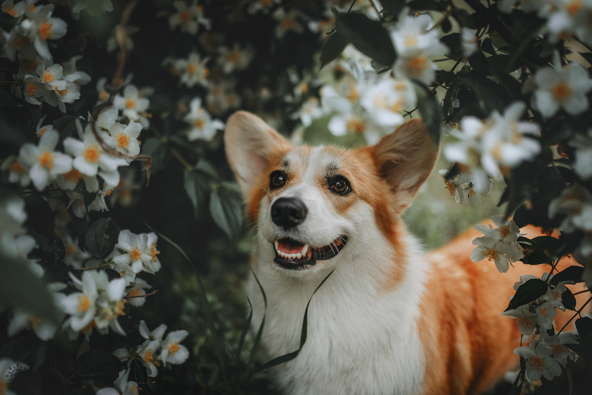Родина Карамель. Фотограф-анімаліст Київ