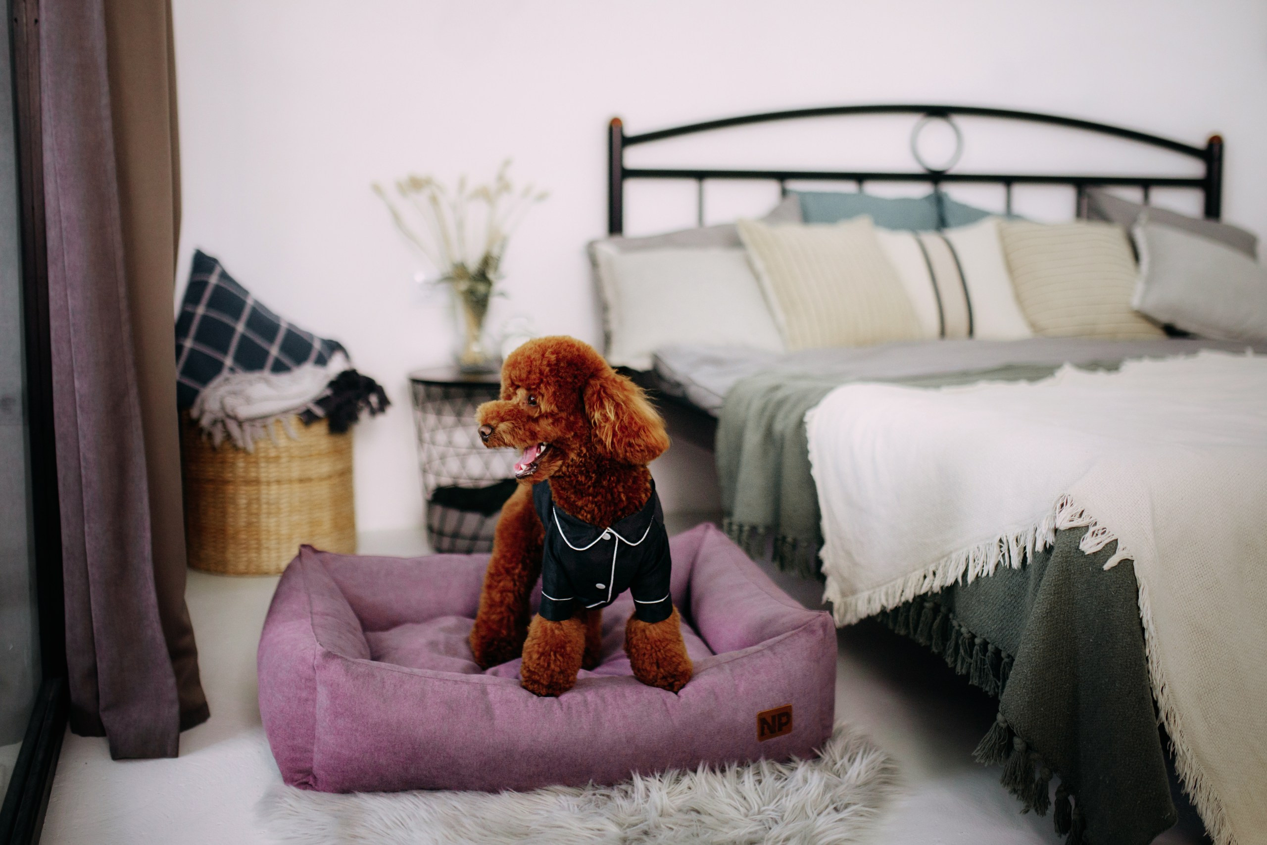 Noble Pet (зйомка лежанок). Фотограф-анімаліст Київ