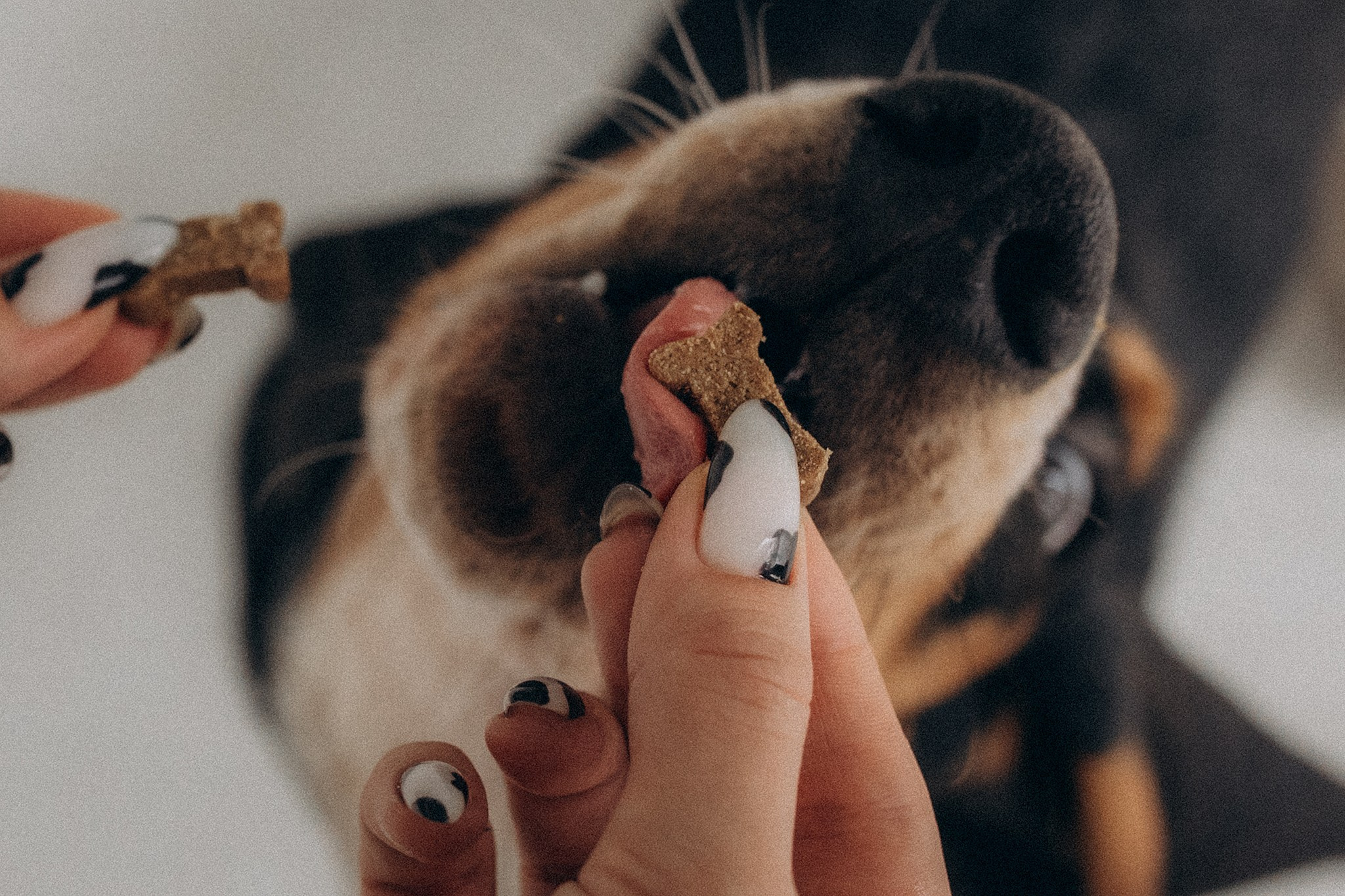 Родина Ромі. Фотограф-анімаліст Київ