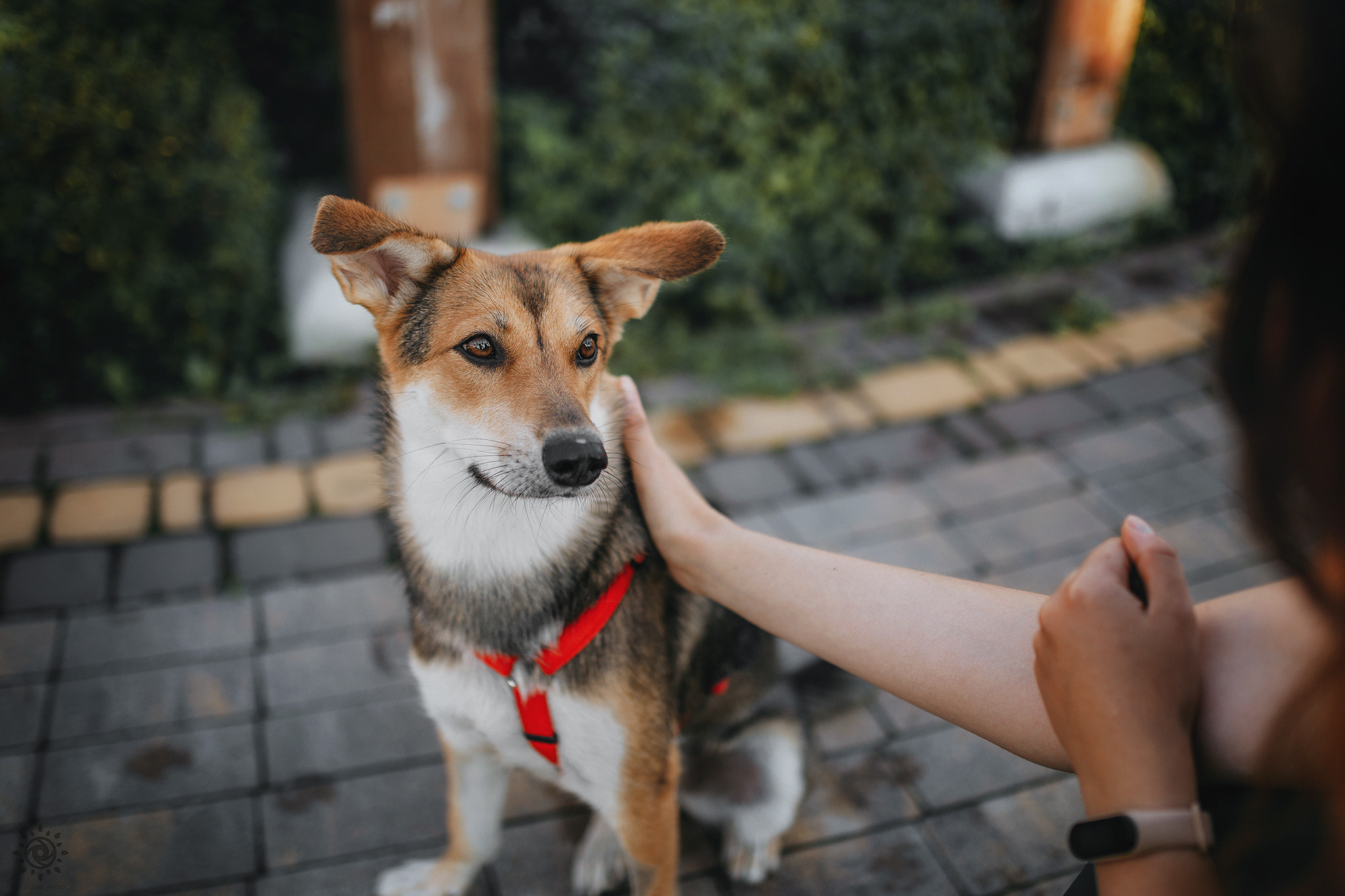 Родина Щастя. Фотограф-анімаліст Київ