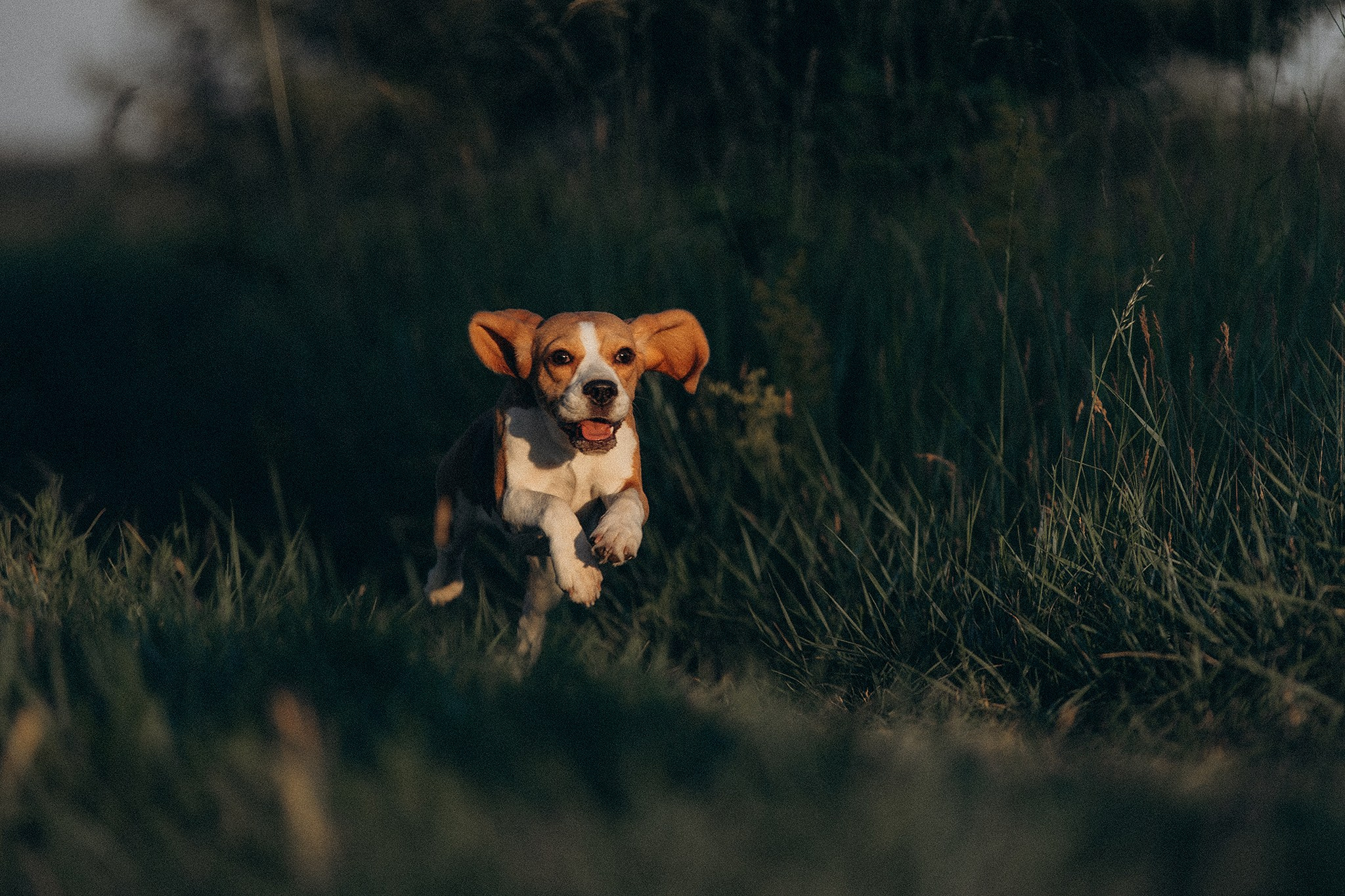 Родина Рей. Фотограф-анімаліст Київ
