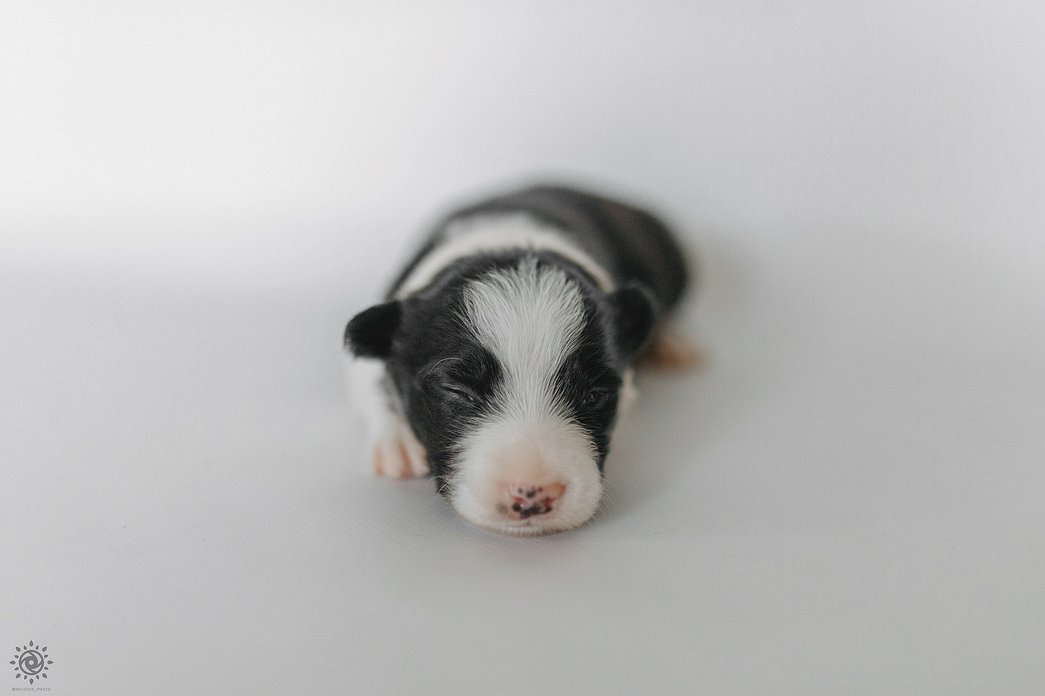 Бордер коллі. Фотограф-анімаліст Київ