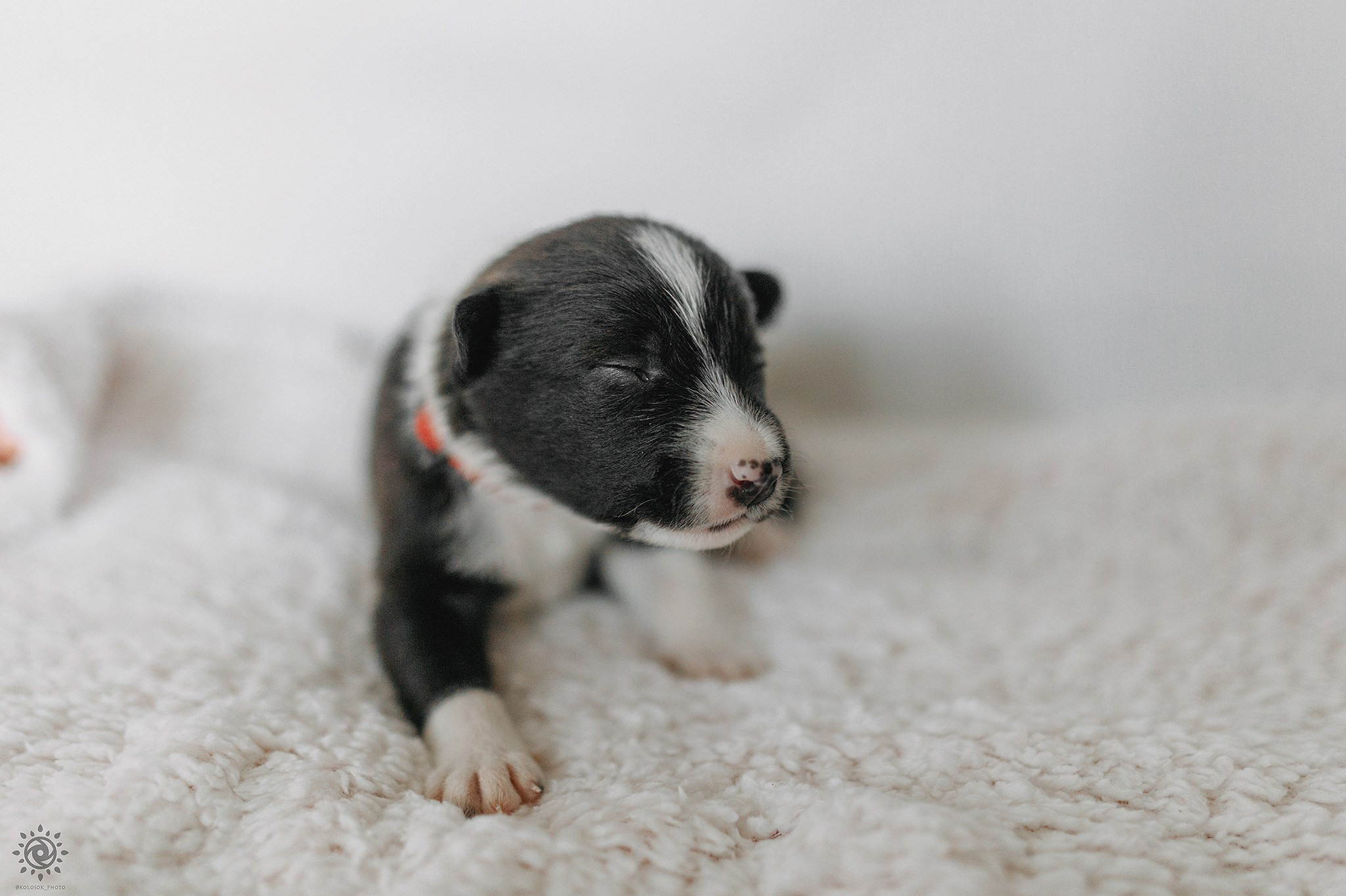 Бордер коллі. Фотограф-анімаліст Київ