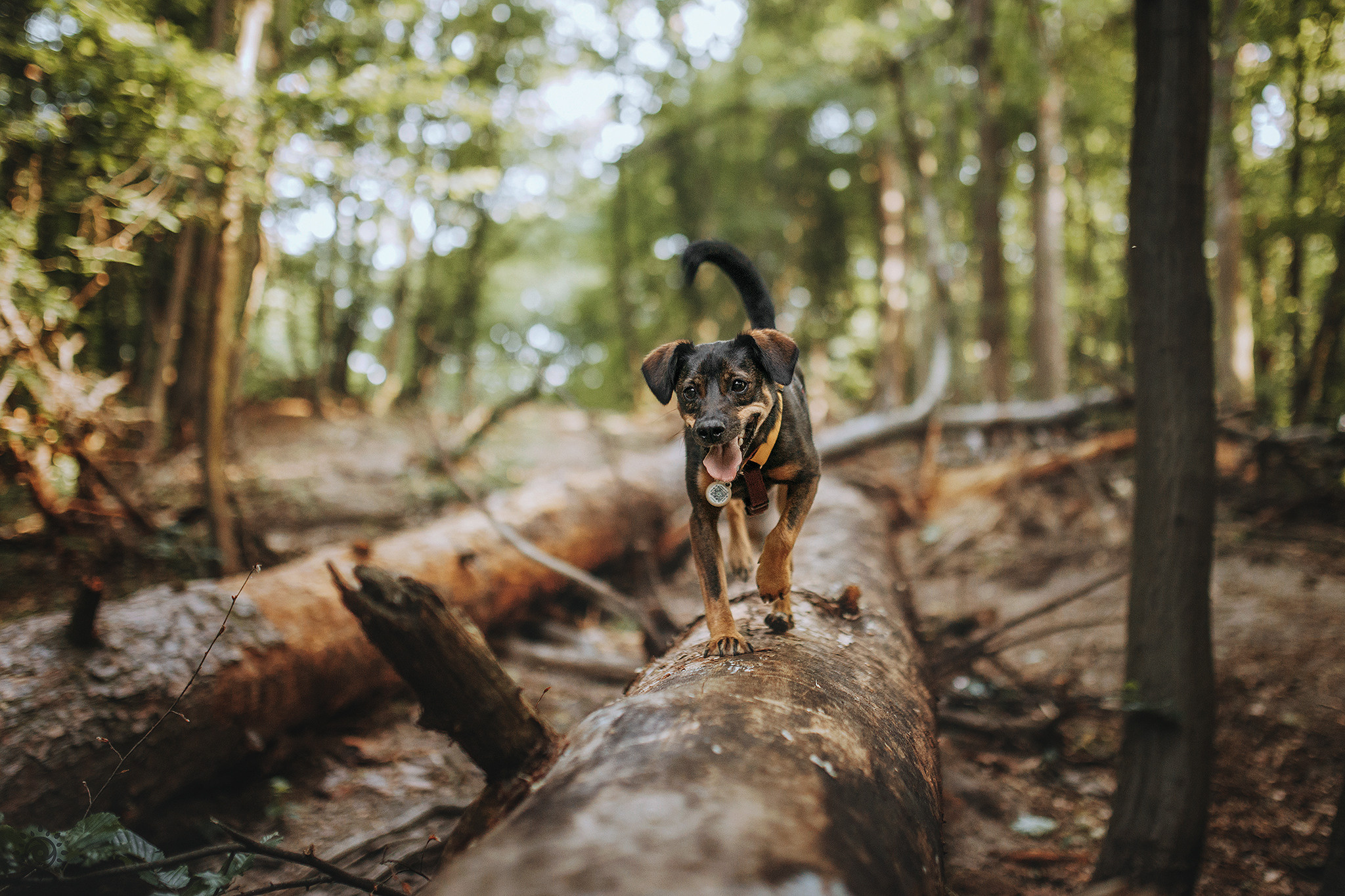 Родина Оливки. Фотограф-анімаліст Київ