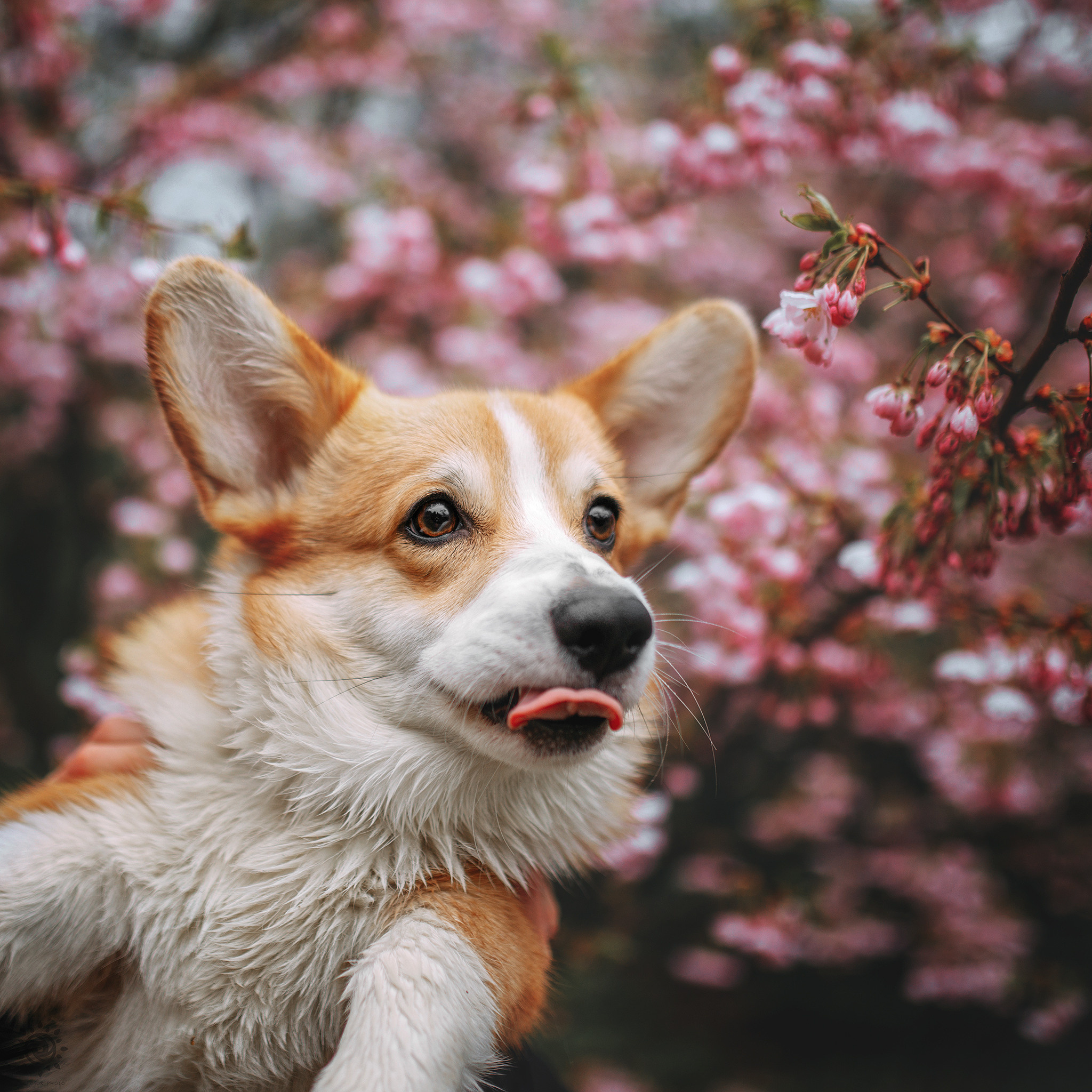 Родина Оскара. Фотограф-анімаліст Київ