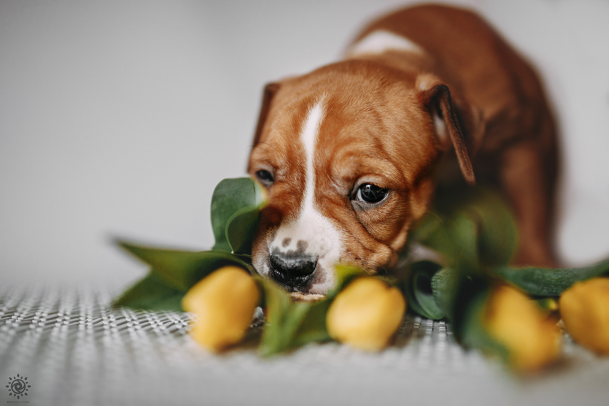 АСТ. Фотограф-анімаліст Київ