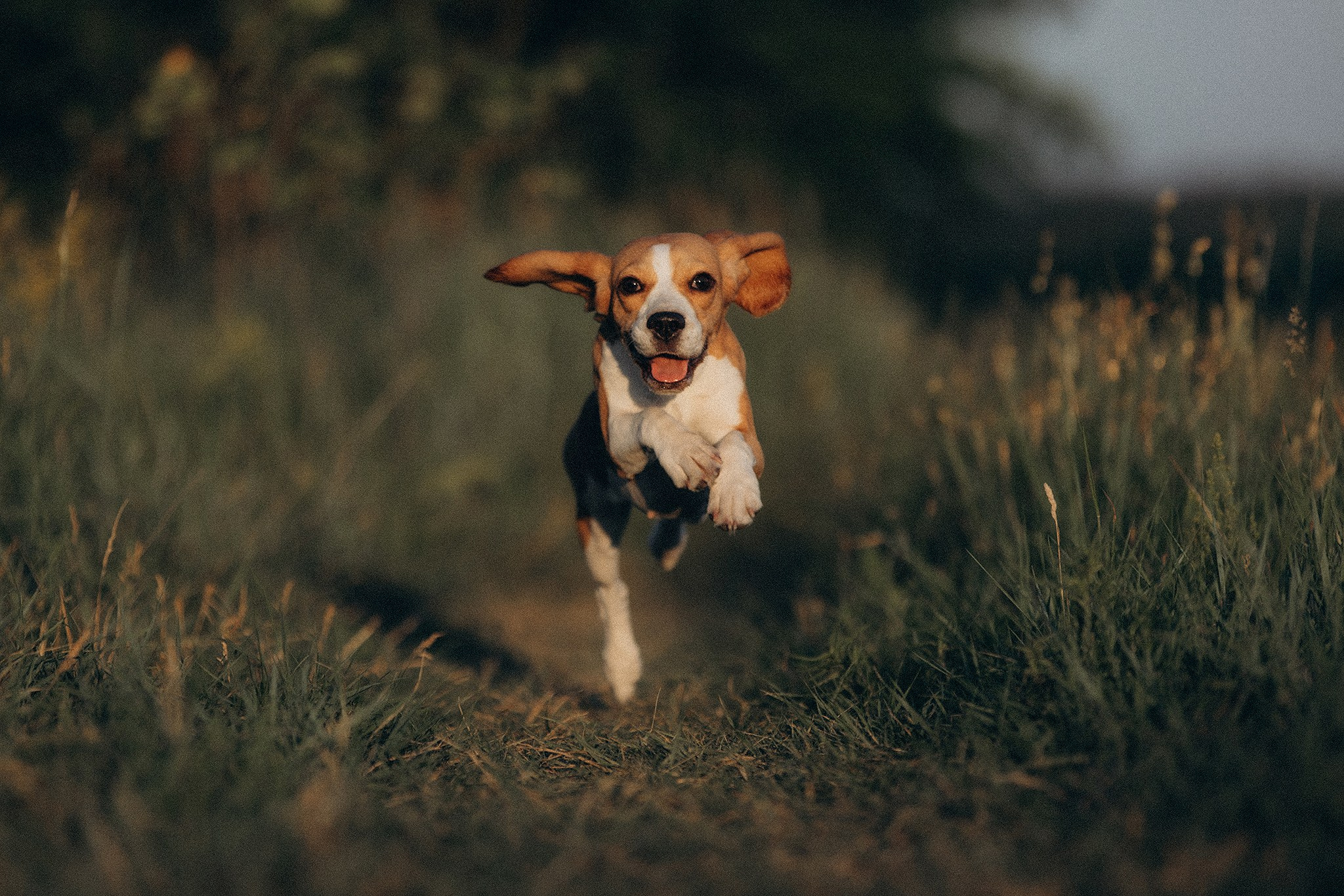 Родина Рей. Фотограф-анімаліст Київ