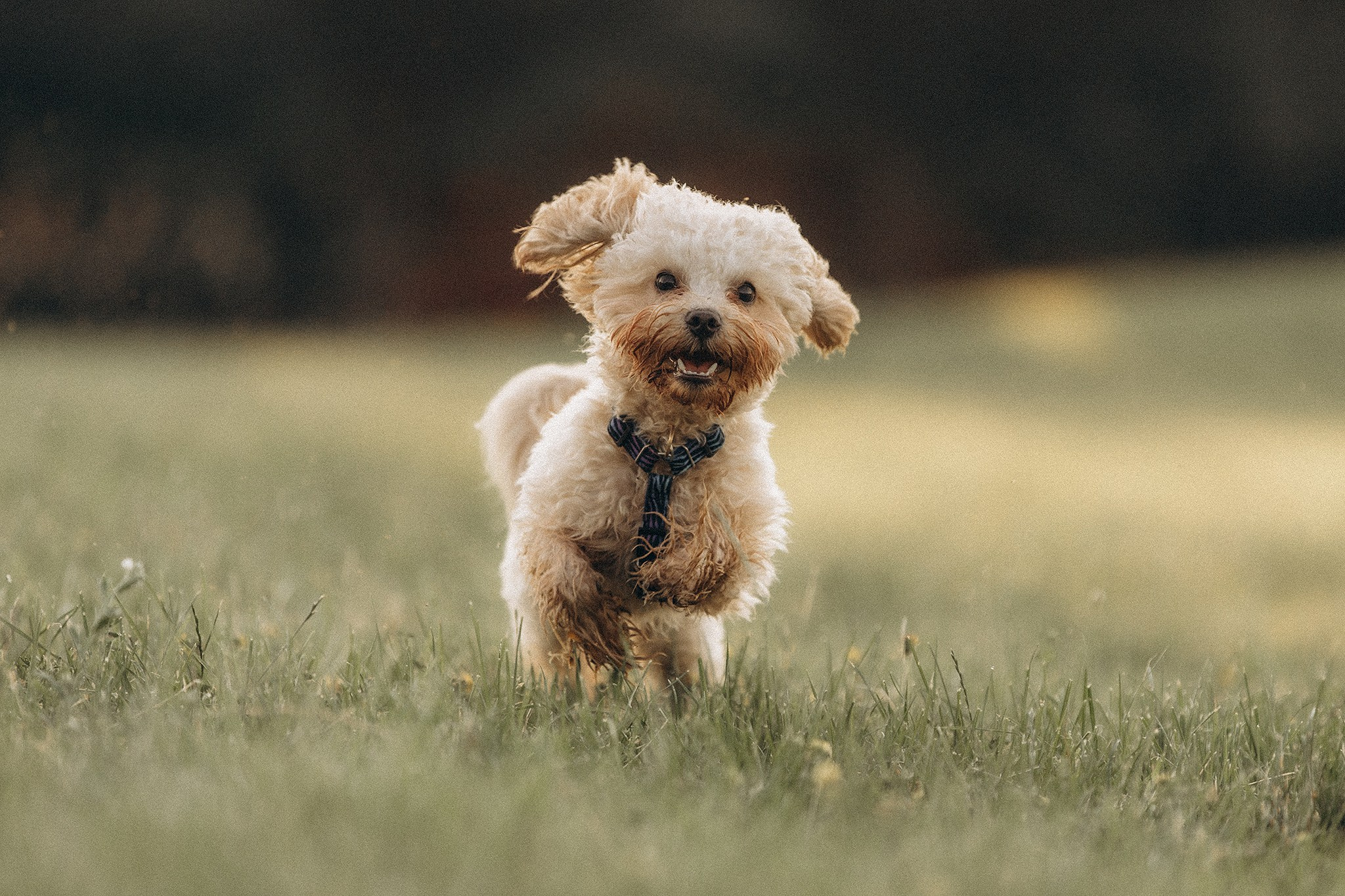 Сем та його родина. Фотограф-анімаліст Київ