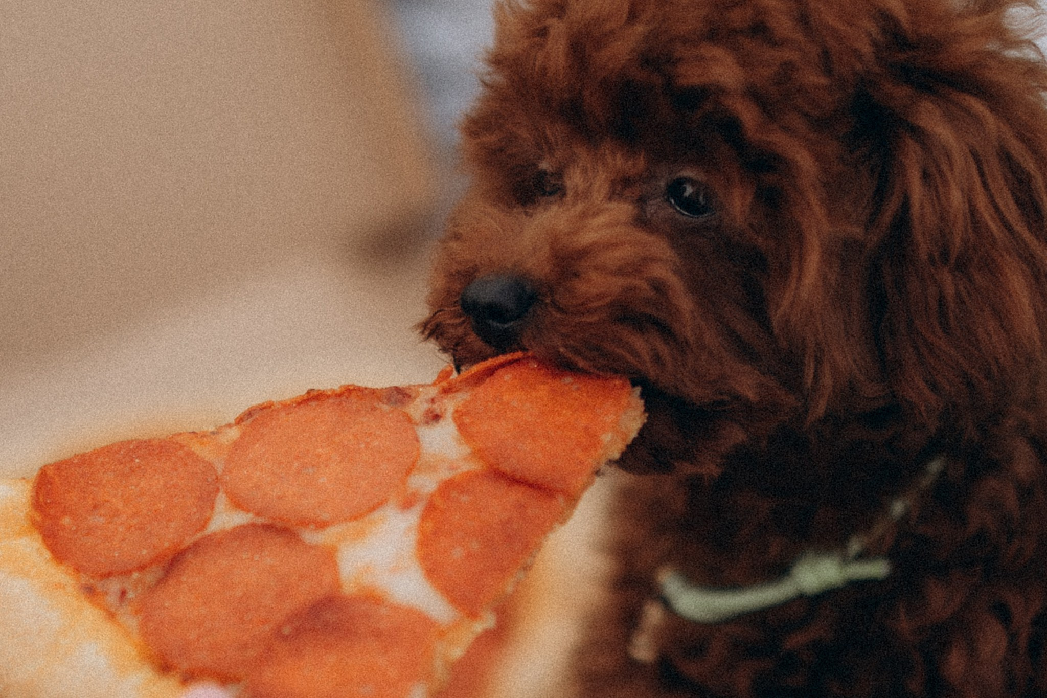 Дісней та Джойка з батьками. Фотограф-анімаліст Київ