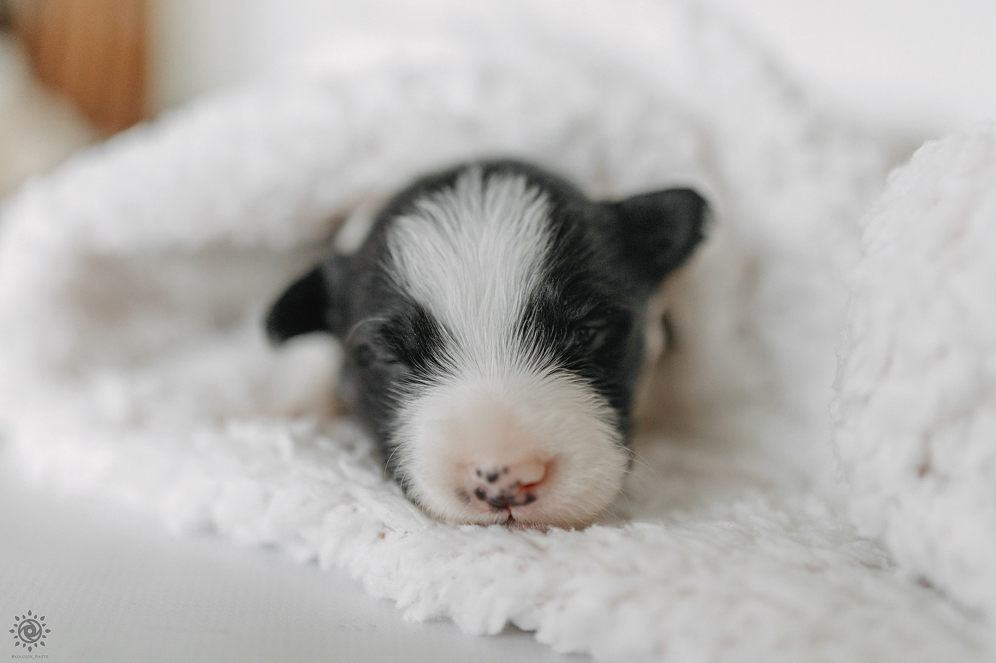 Бордер коллі. Фотограф-анімаліст Київ