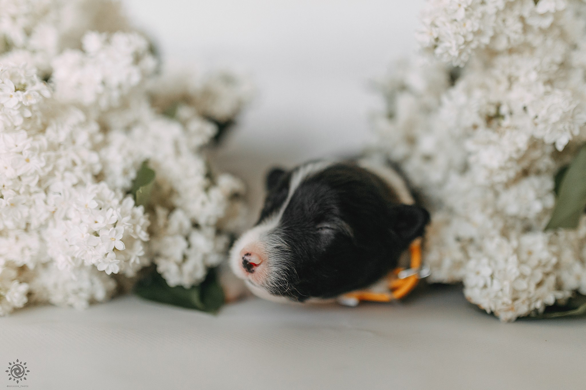 Бордер коллі. Фотограф-анімаліст Київ