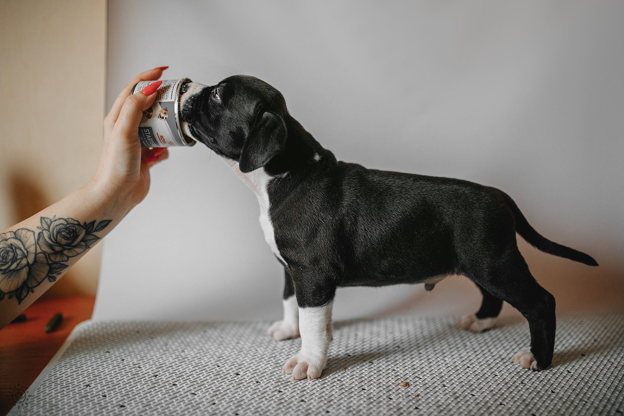 АСТ. Фотограф-анімаліст Київ