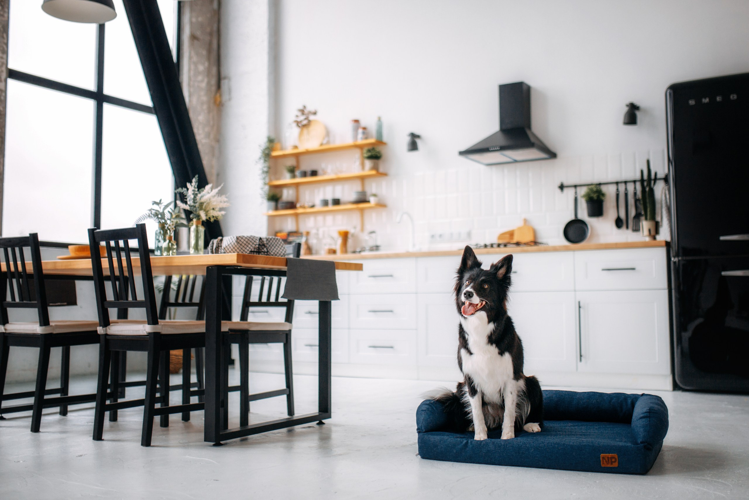 Noble Pet (зйомка лежанок). Фотограф-анімаліст Київ