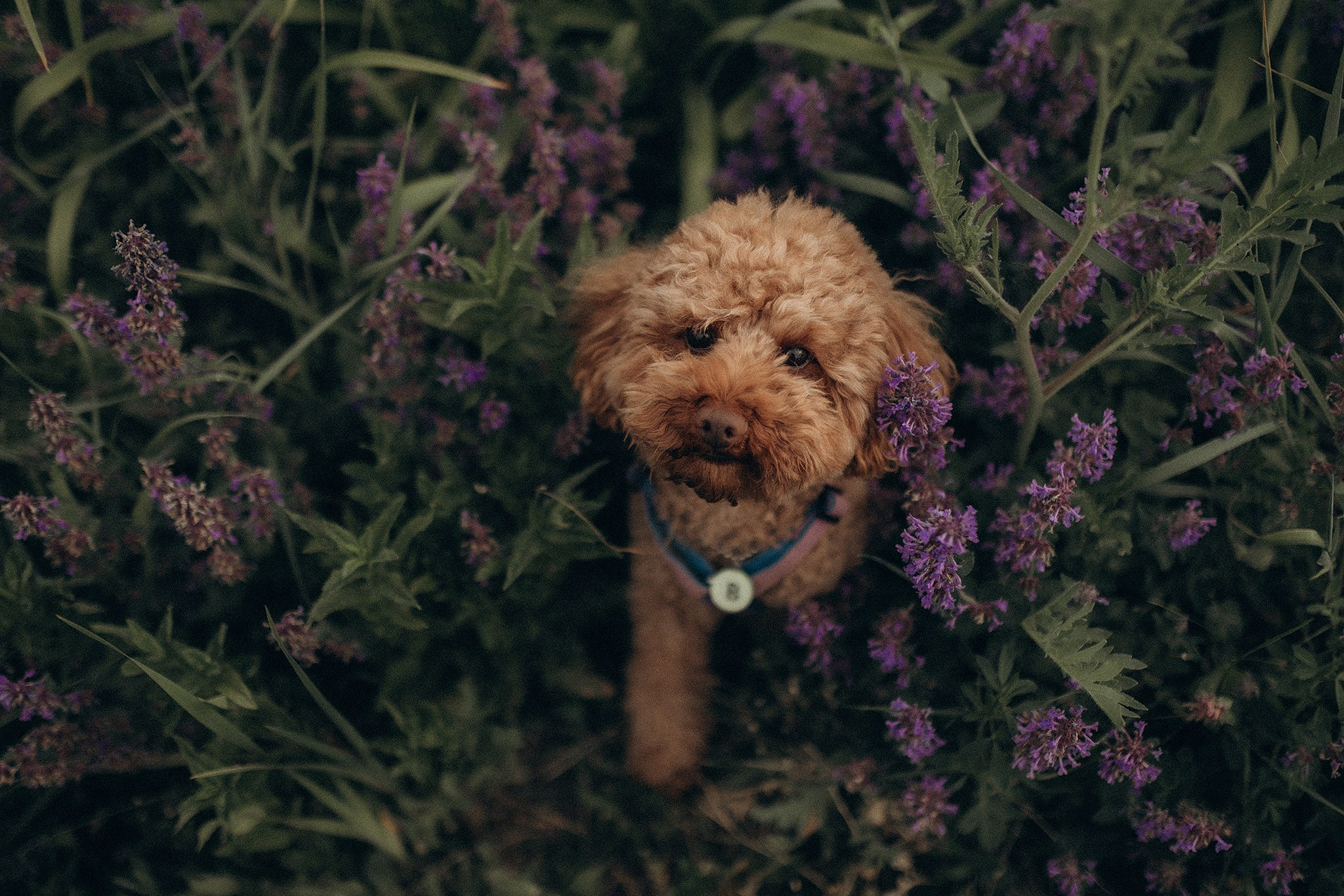 Родина Бруно. Фотограф-анімаліст Київ