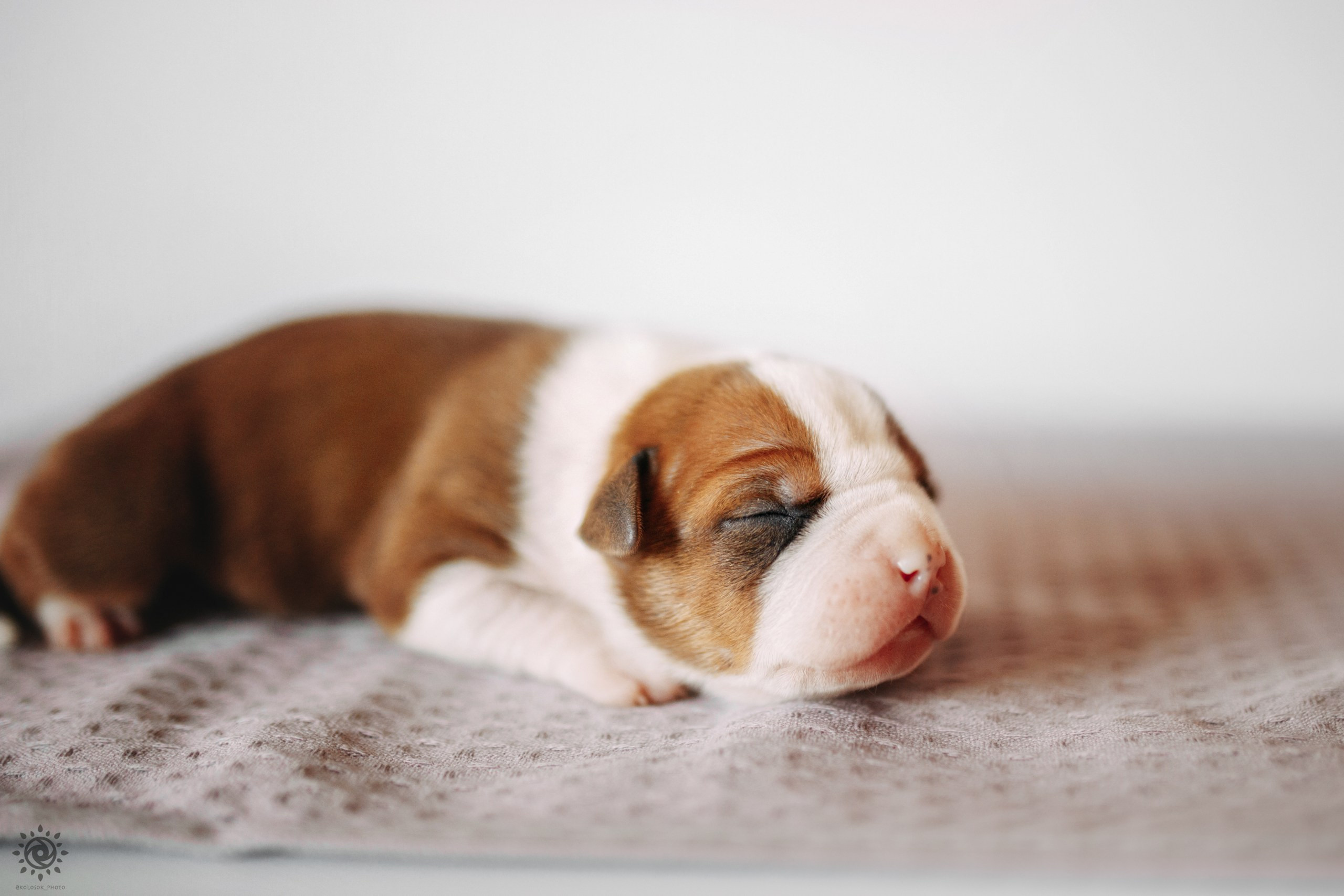 АСТ. Фотограф-анімаліст Київ