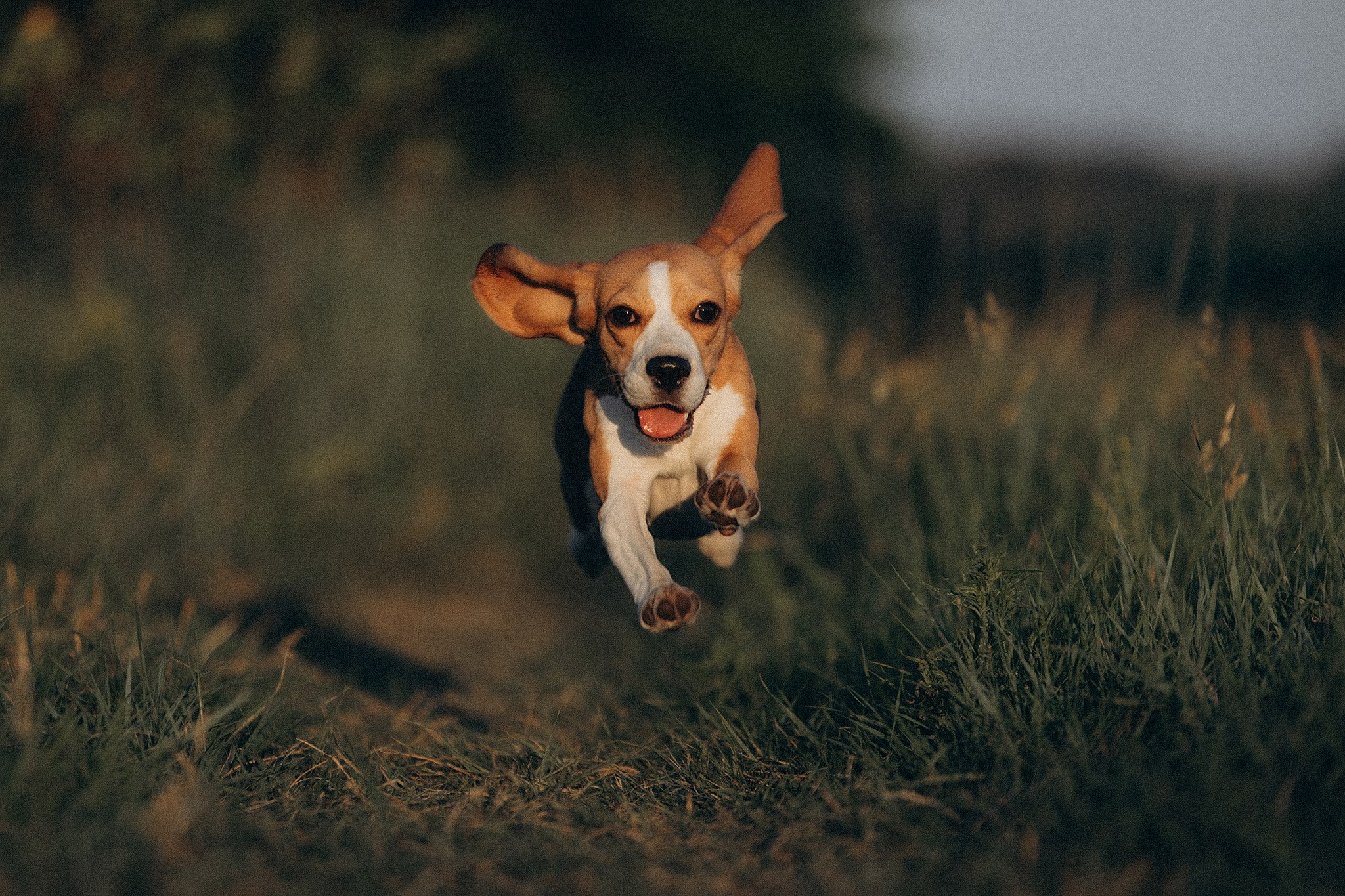 Родина Рей. Фотограф-анімаліст Київ