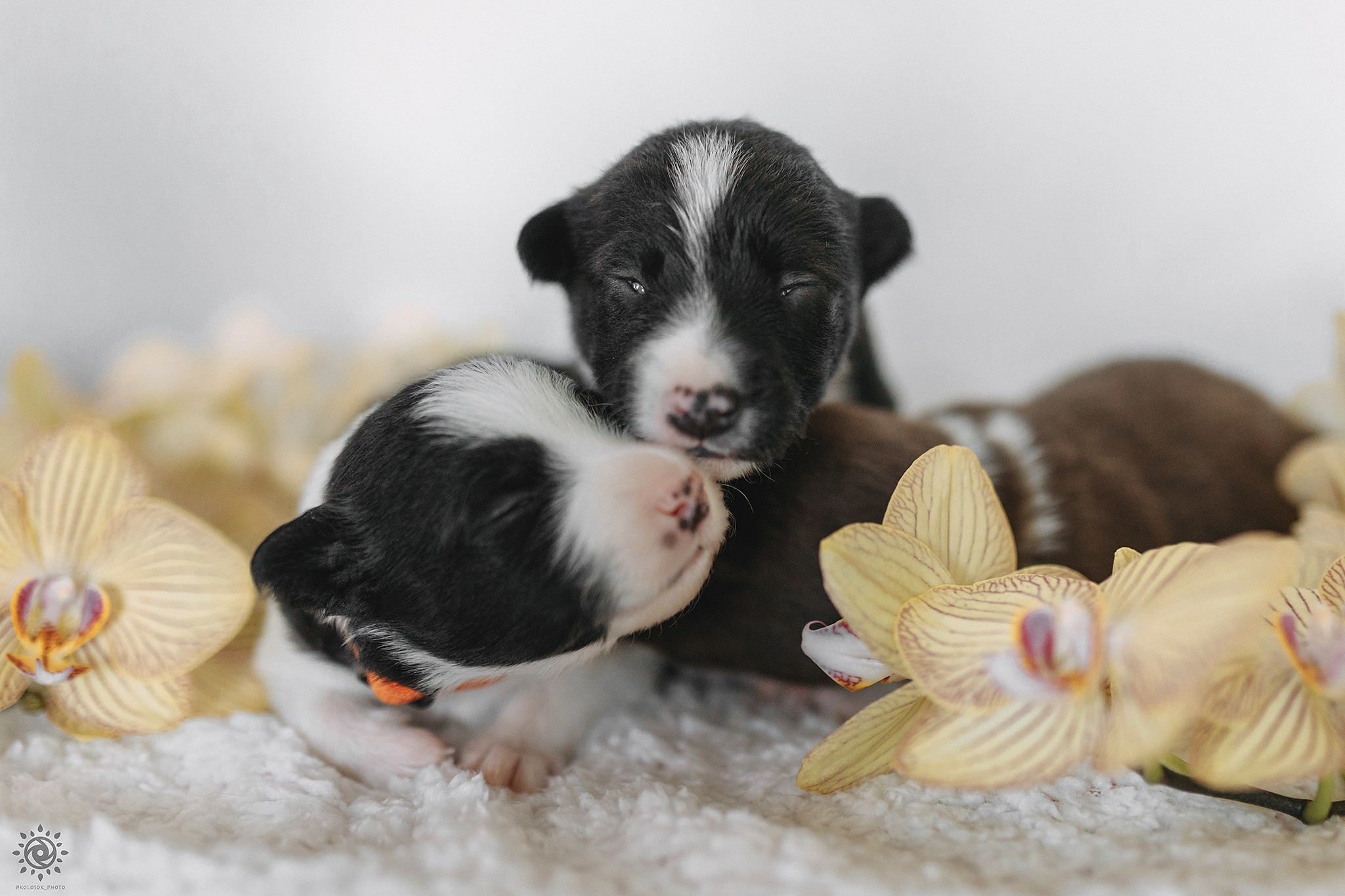 Бордер коллі. Фотограф-анімаліст Київ