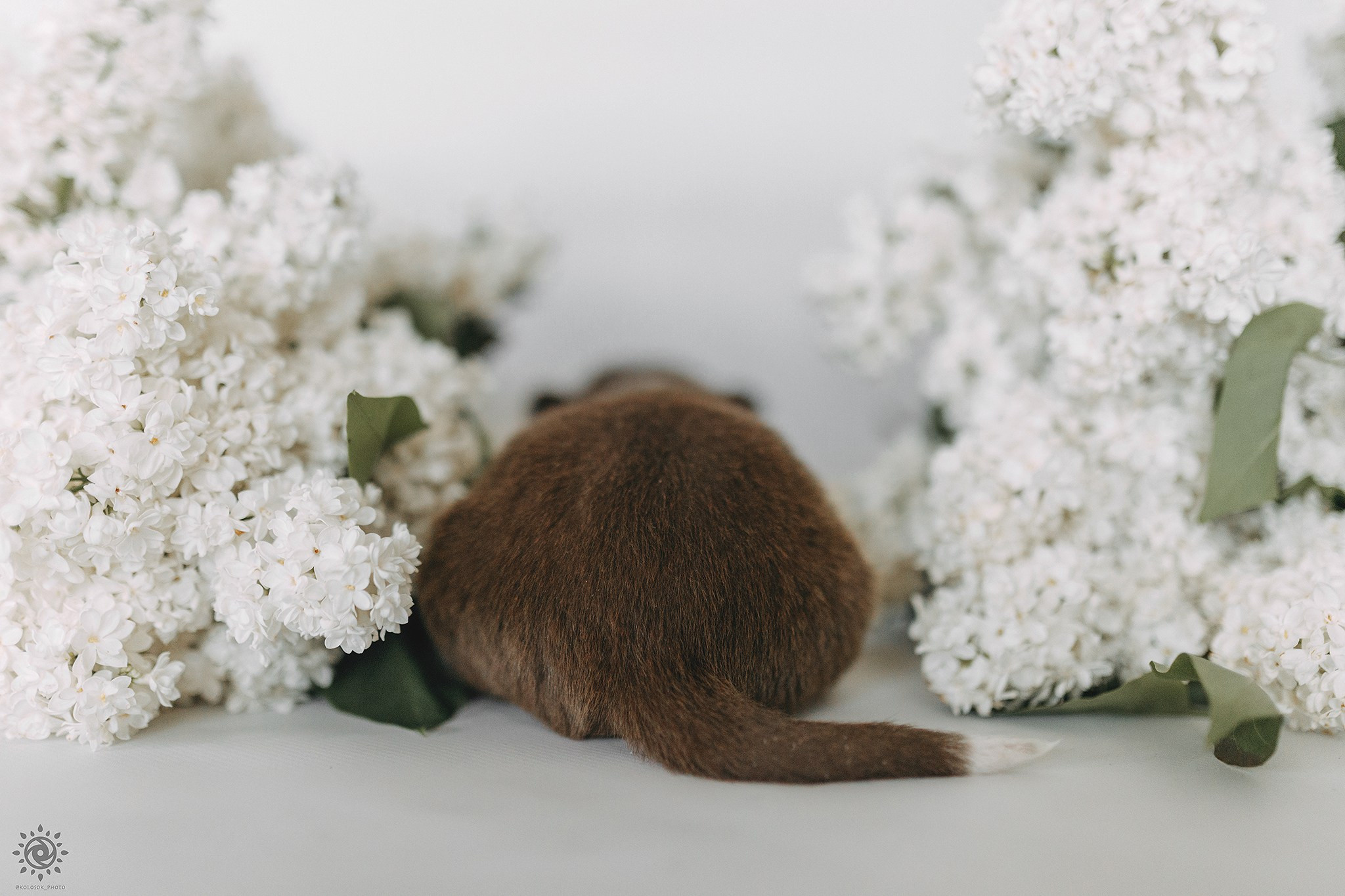 Бордер коллі. Фотограф-анімаліст Київ