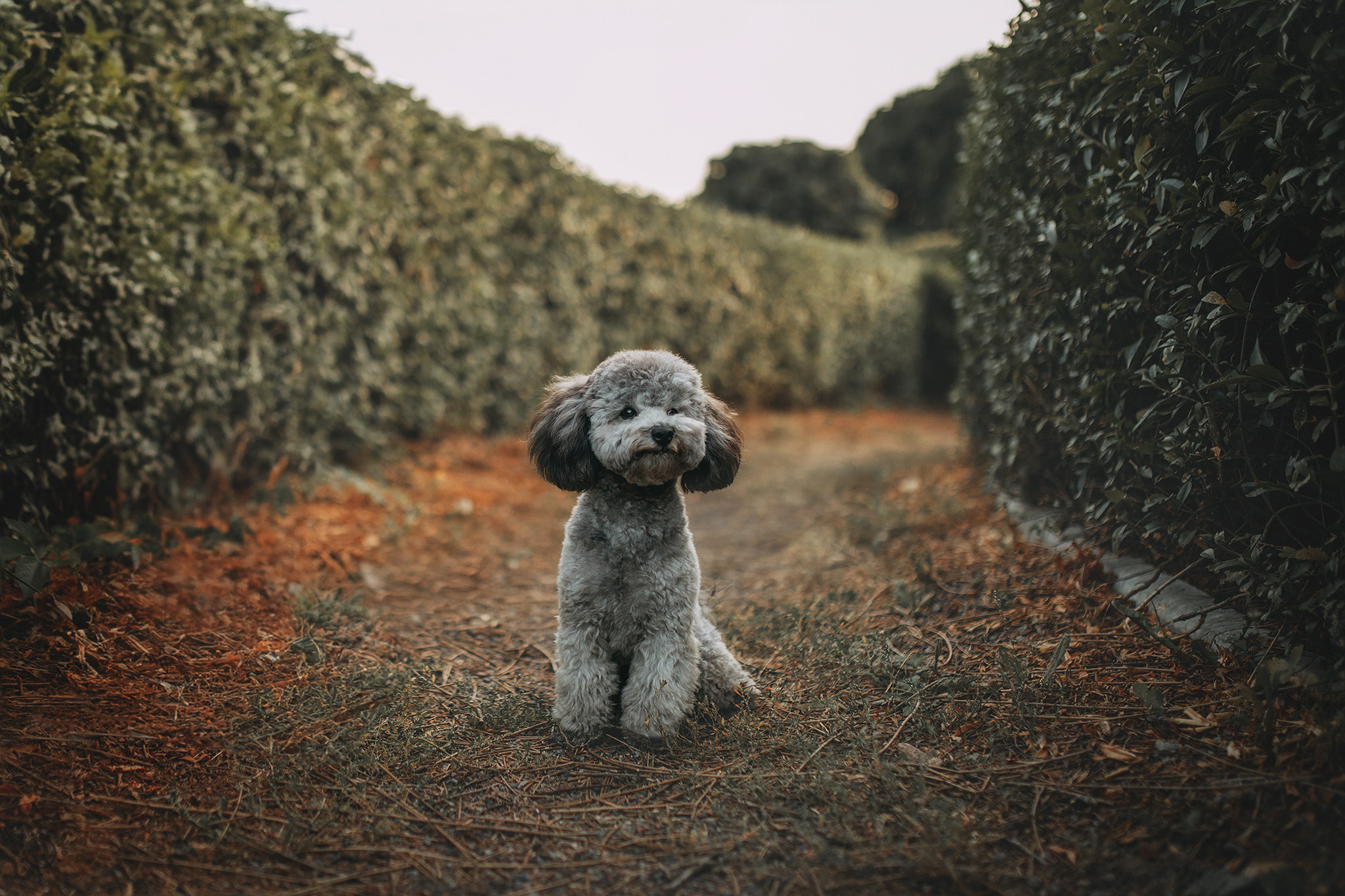 Родина Моніка. Фотограф-анімаліст Київ