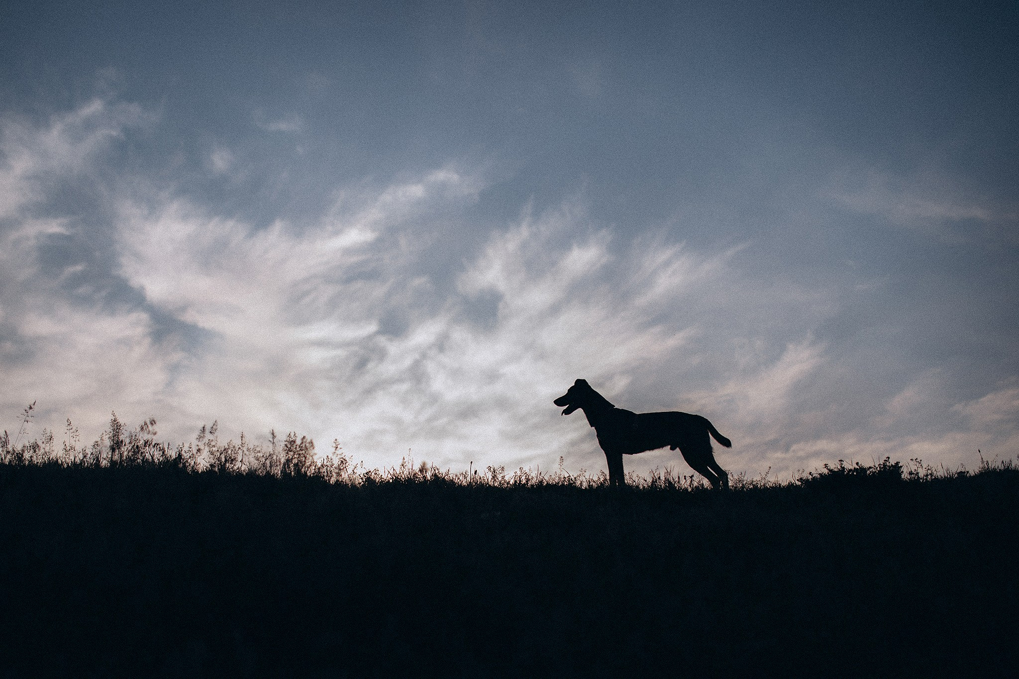 Фінік та Еля. Фотограф-анімаліст Київ