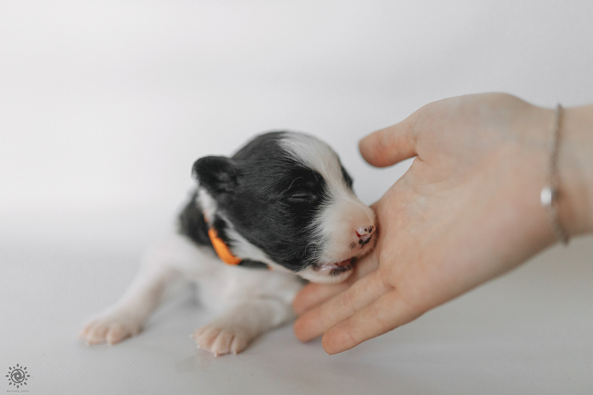 Бордер коллі. Фотограф-анімаліст Київ