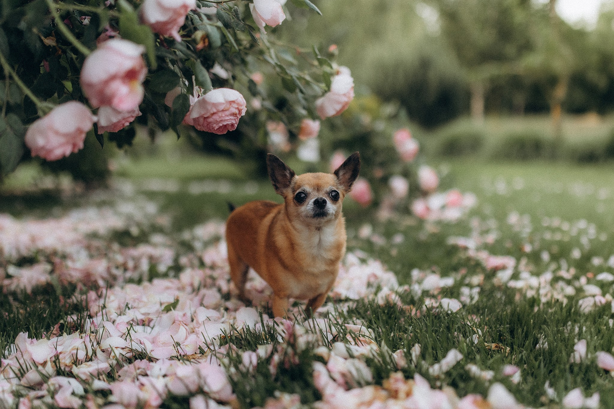 Флоріс та Міла. Фотограф-анімаліст Київ