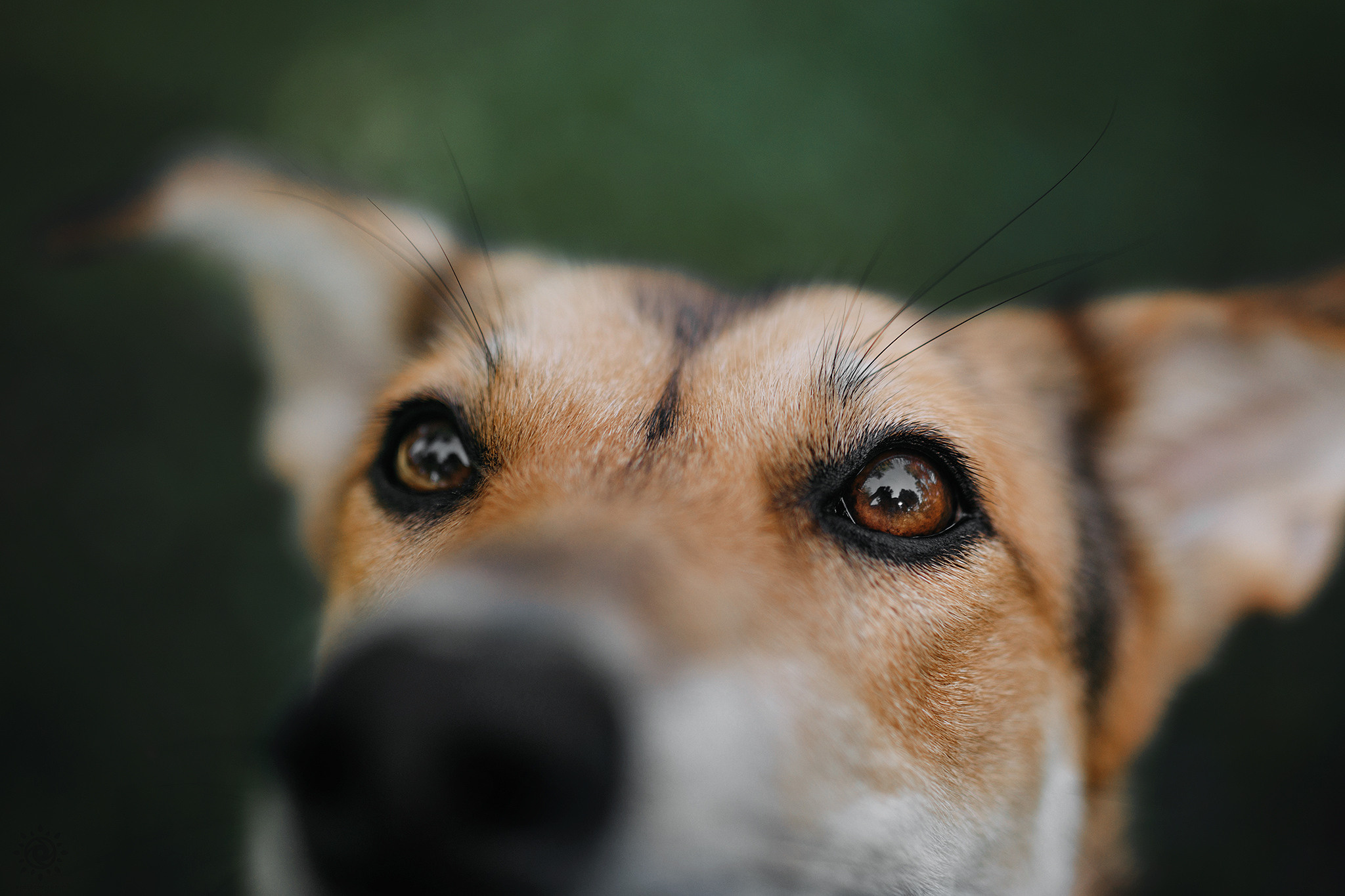 Родина Щастя. Фотограф-анімаліст Київ