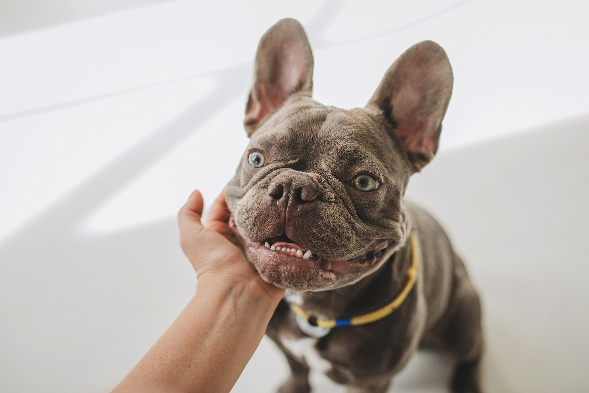 Родина Марса. Фотограф-анімаліст Київ