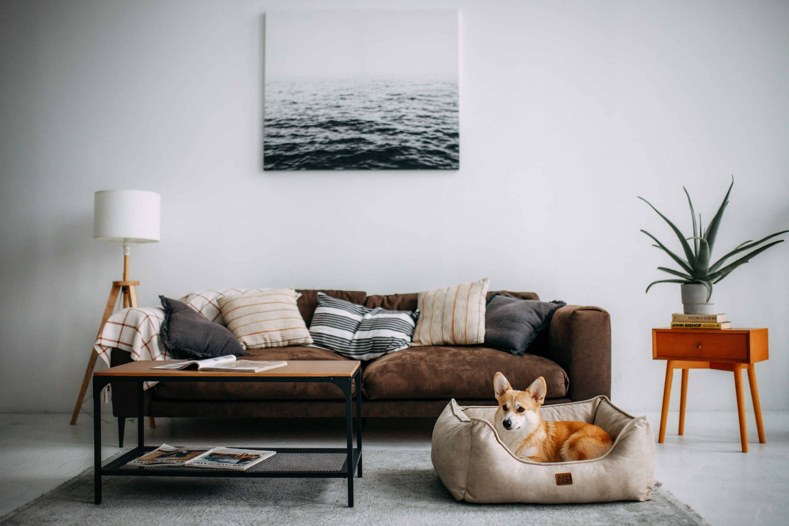 Noble Pet (зйомка лежанок). Фотограф-анімаліст Київ