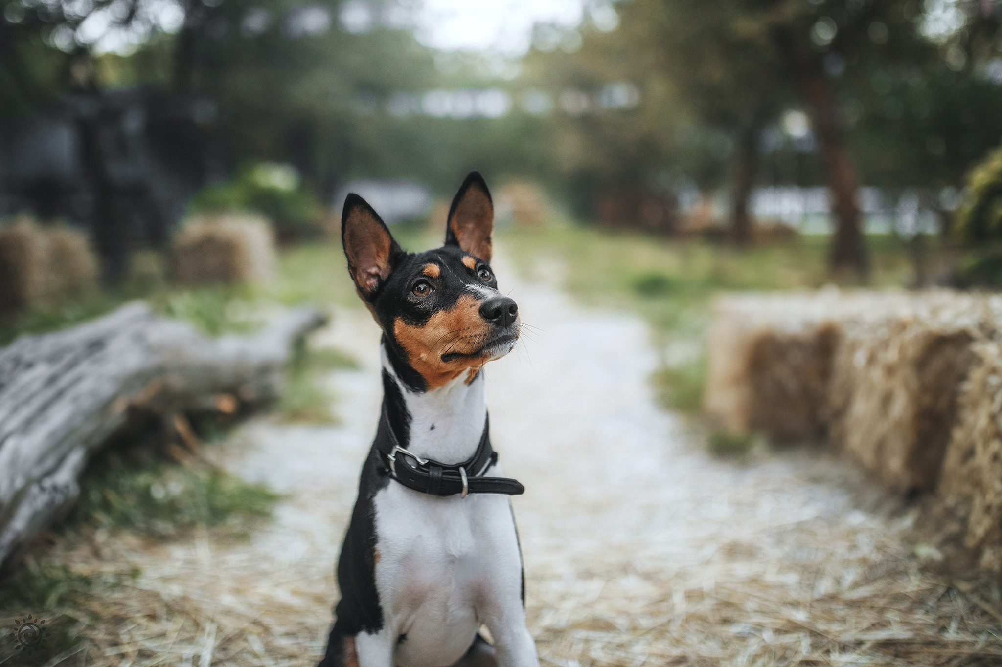 Родина Флокі. Фотограф-анімаліст Київ