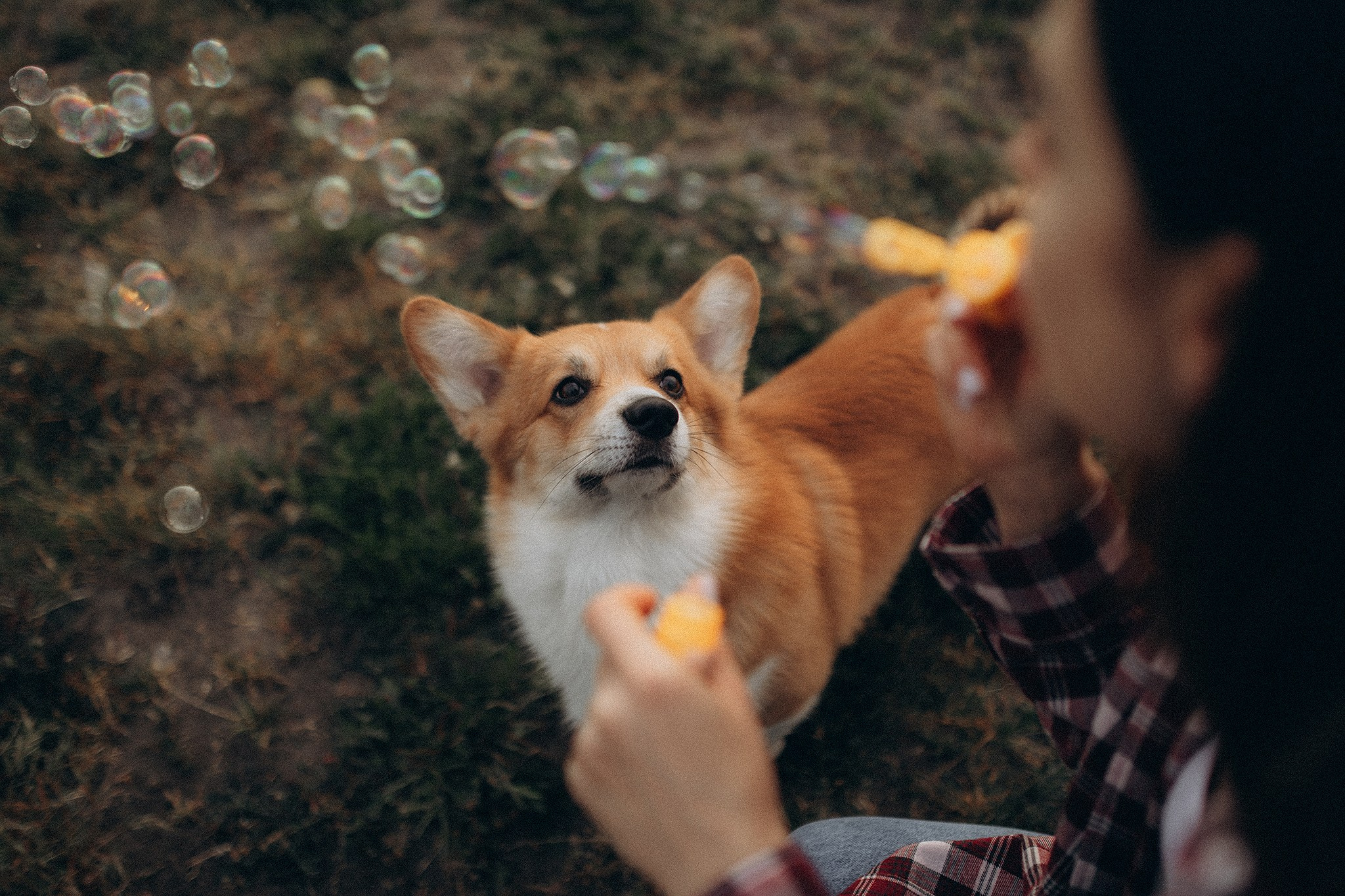 Руді та Ксюша. Фотограф-анімаліст Київ