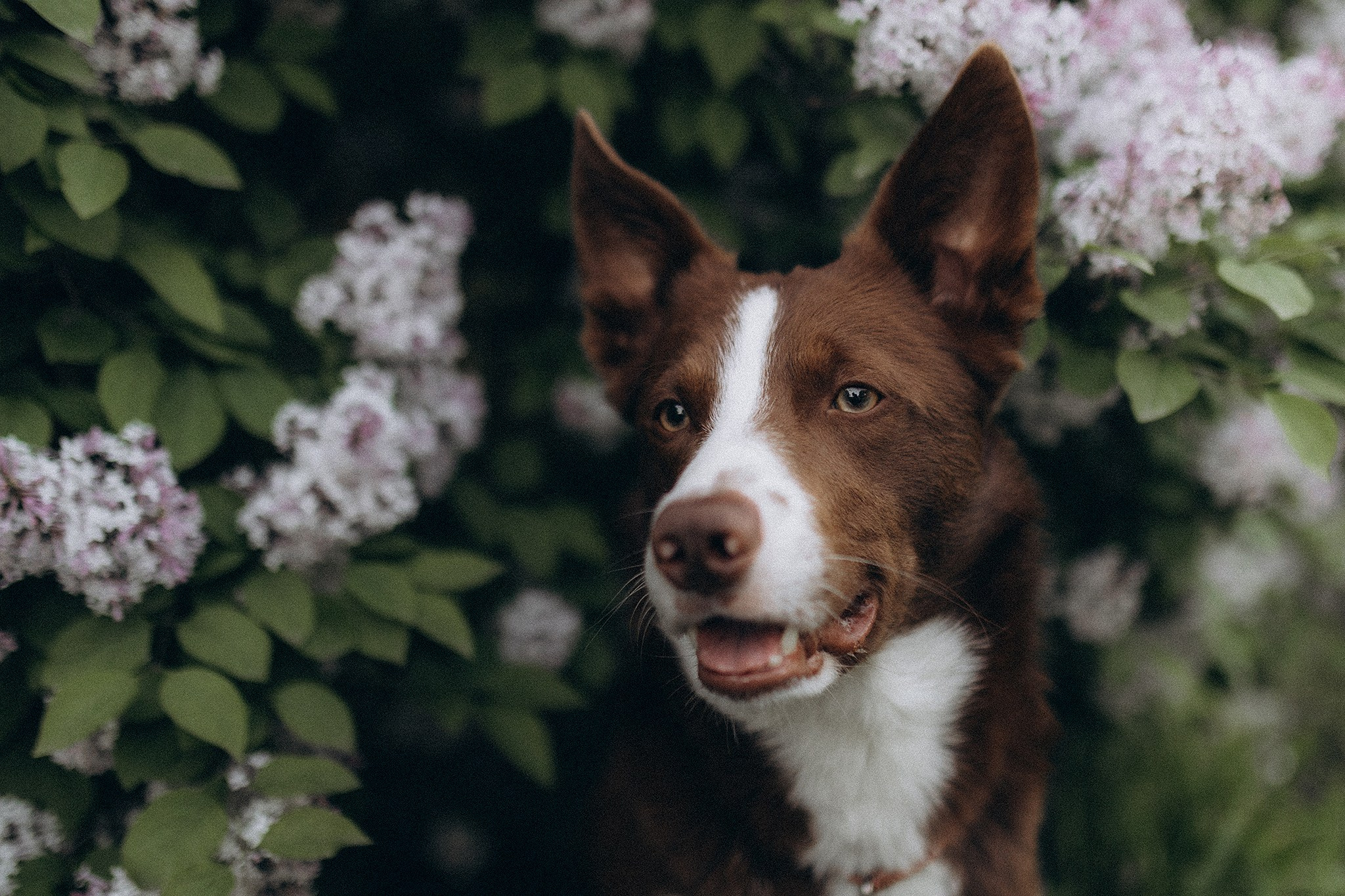Лінч з Ма. Фотограф-анімаліст Київ