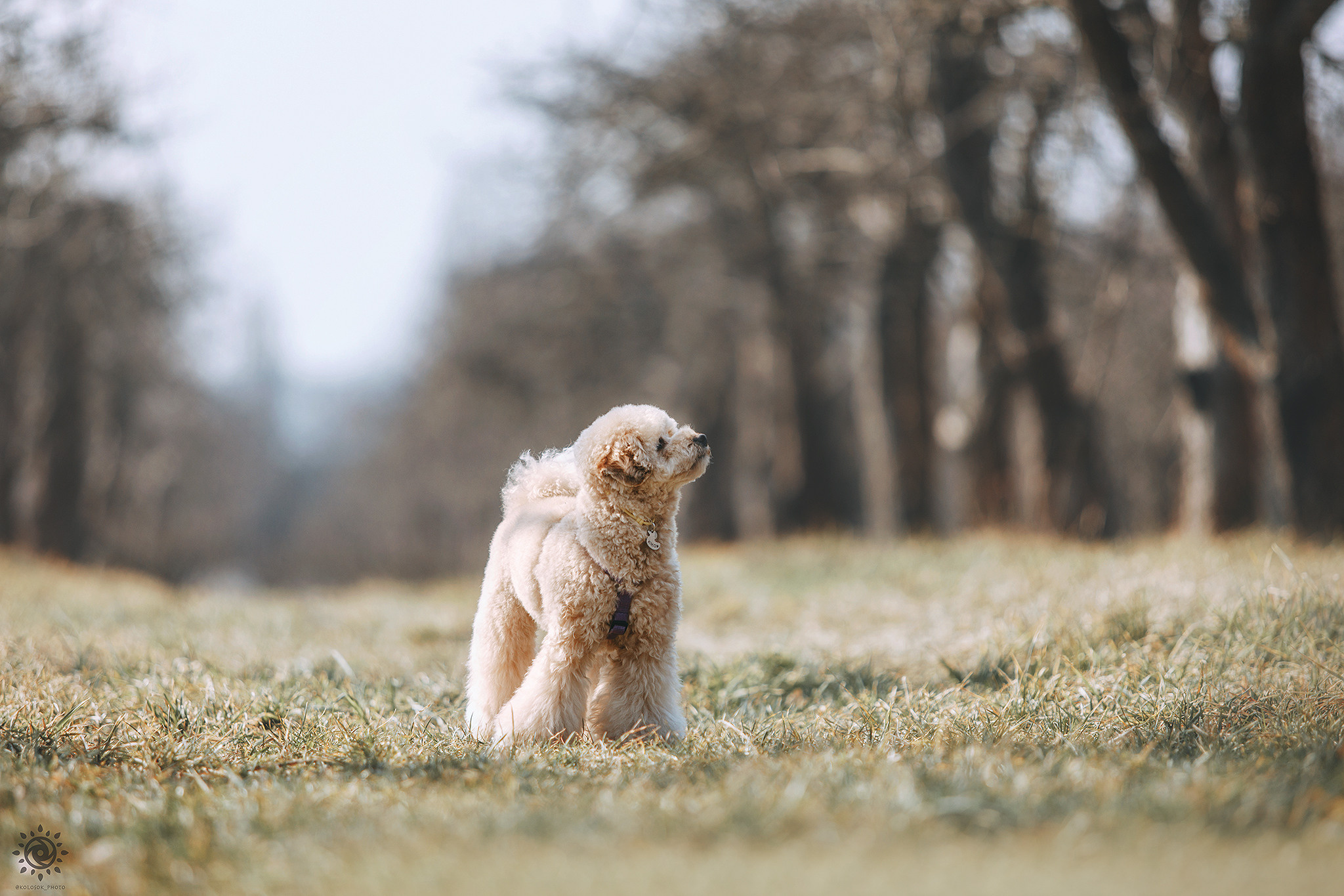 Родина Кіко та Нани. Фотограф-анімаліст Київ