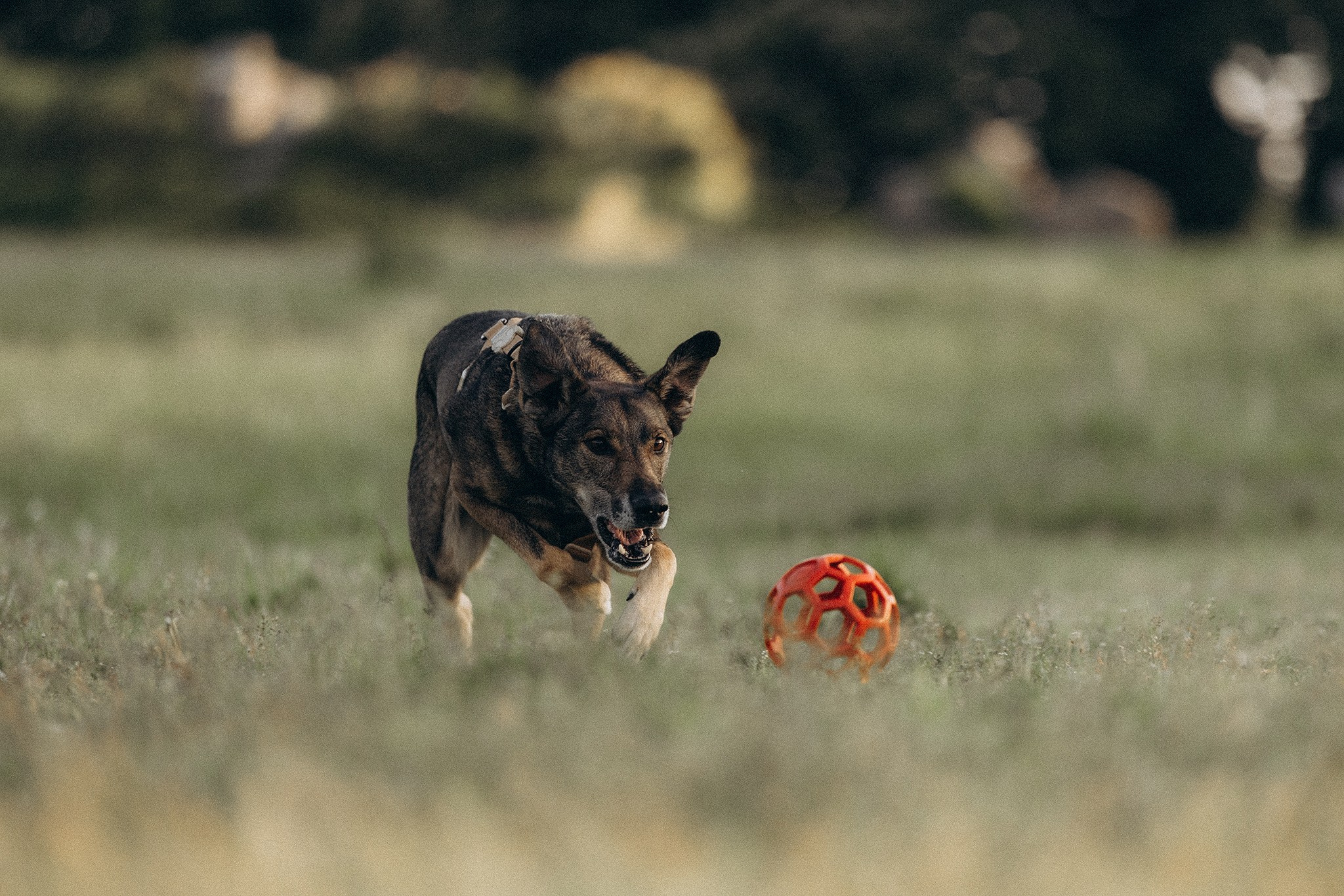 Фінік та Еля. Фотограф-анімаліст Київ