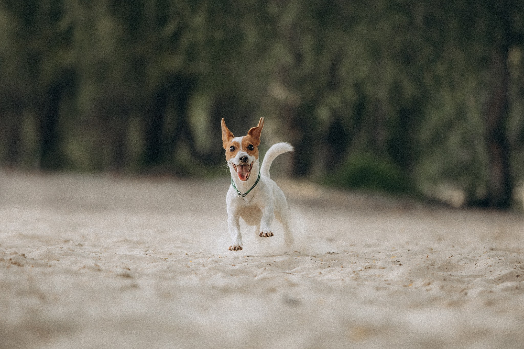 Інна та Макс з хлопцями. Фотограф-анімаліст Київ