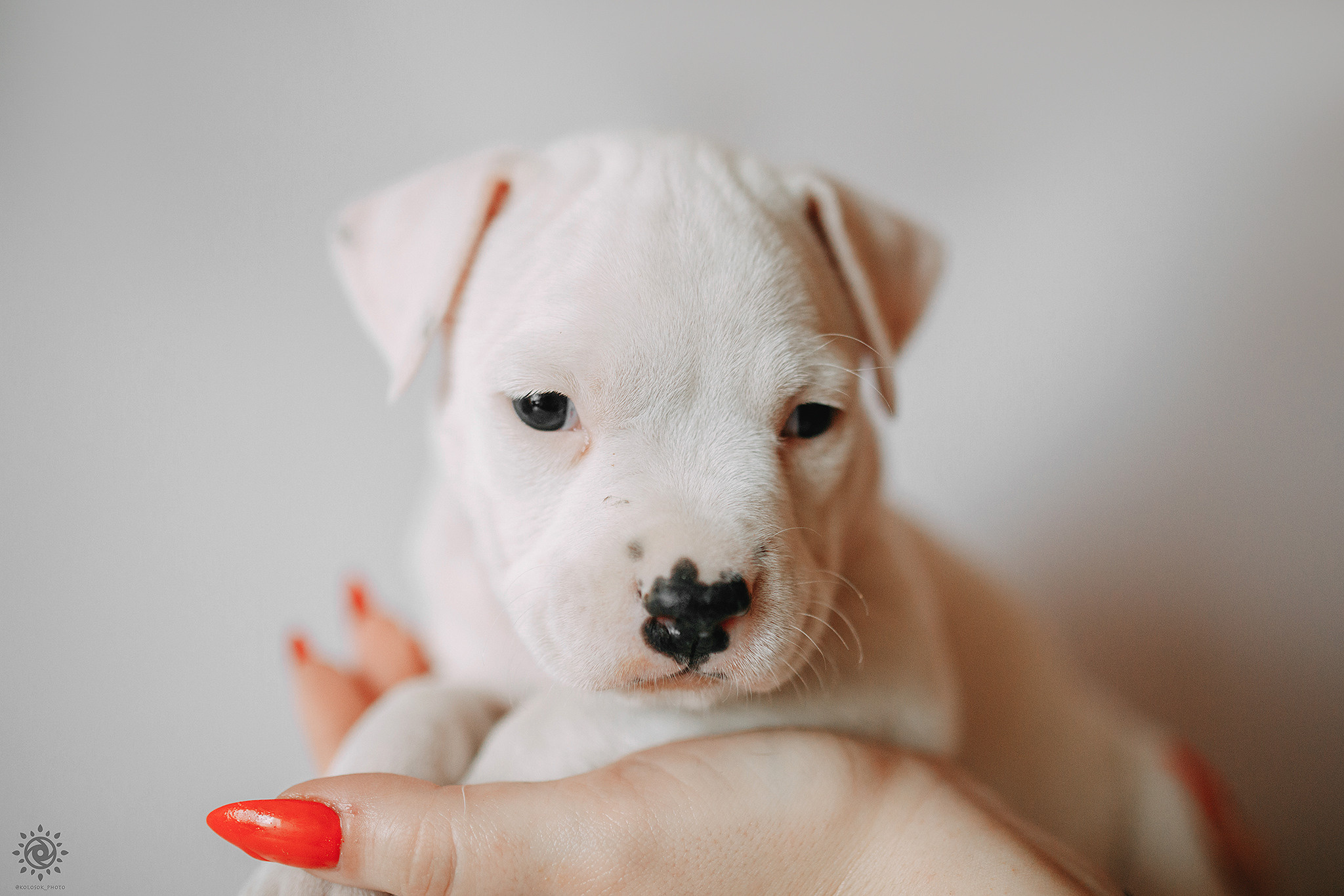 АСТ. Фотограф-анімаліст Київ