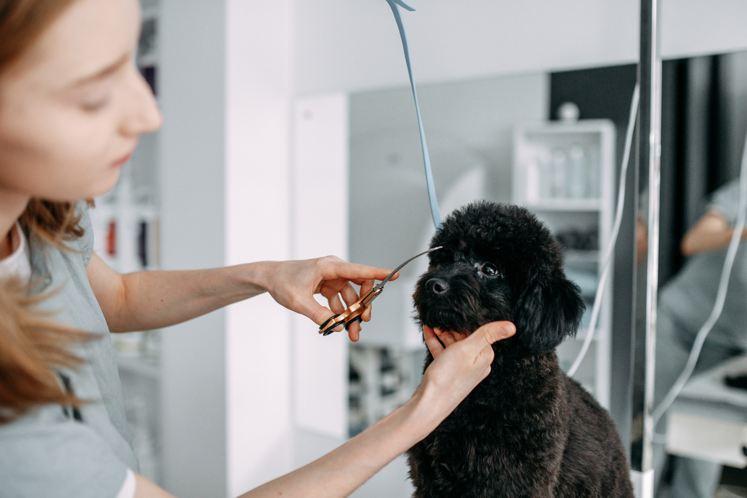 Hvist Hab. Фотограф-анімаліст Київ